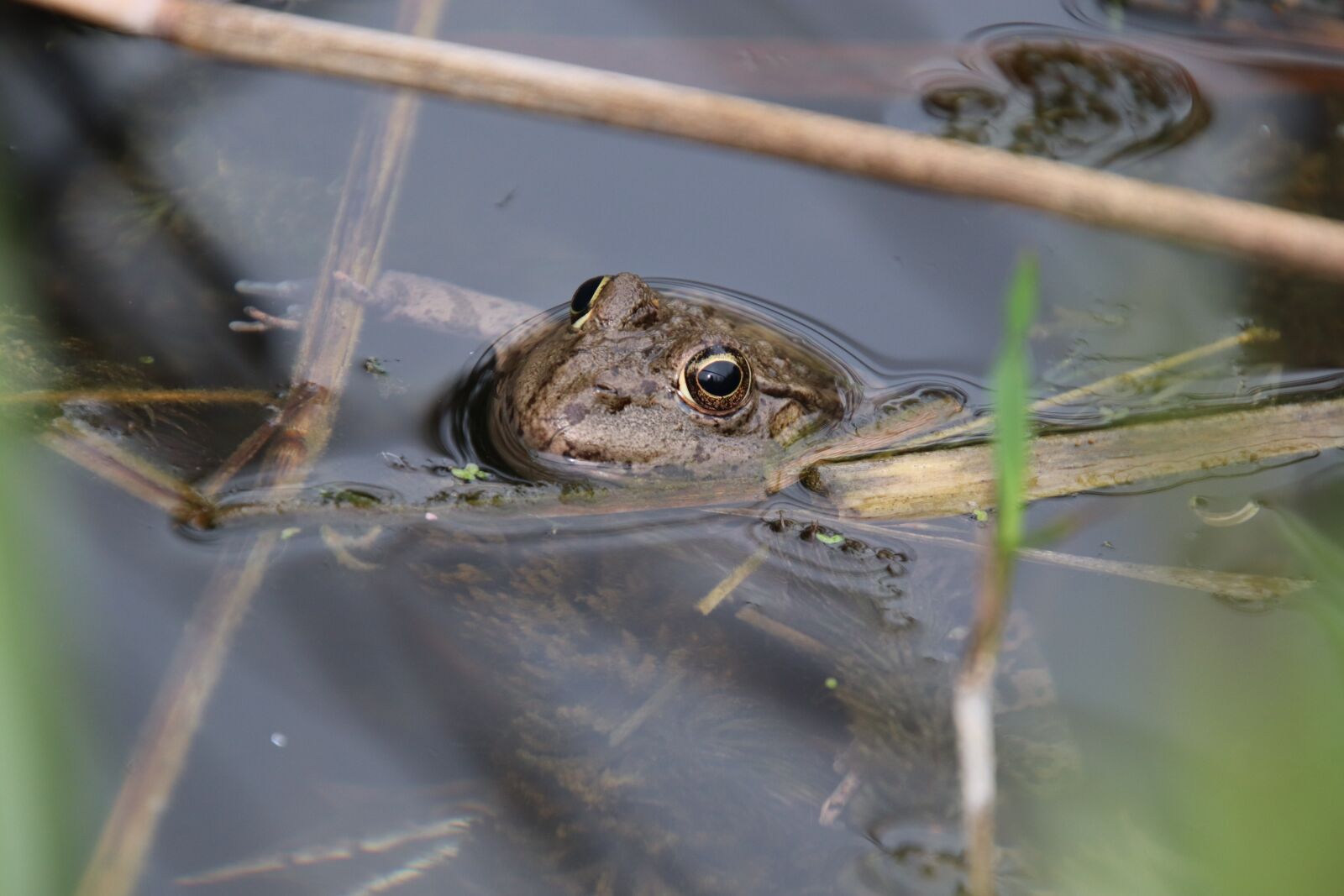 Canon EOS 800D (EOS Rebel T7i / EOS Kiss X9i) sample photo. Frog, amphibians, aquatic animals photography