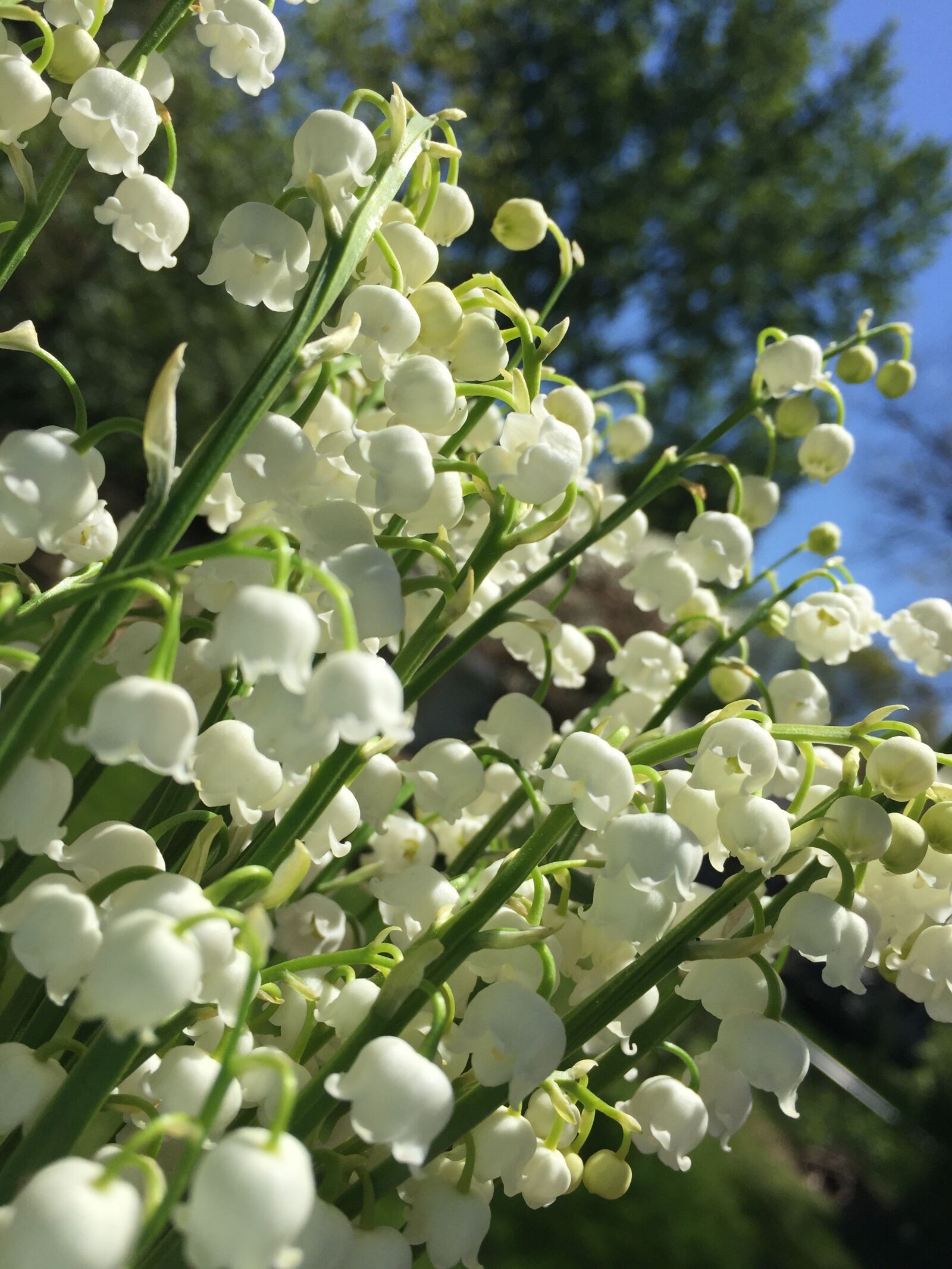 Apple iPhone 6 sample photo. Lily, of, the, valley photography