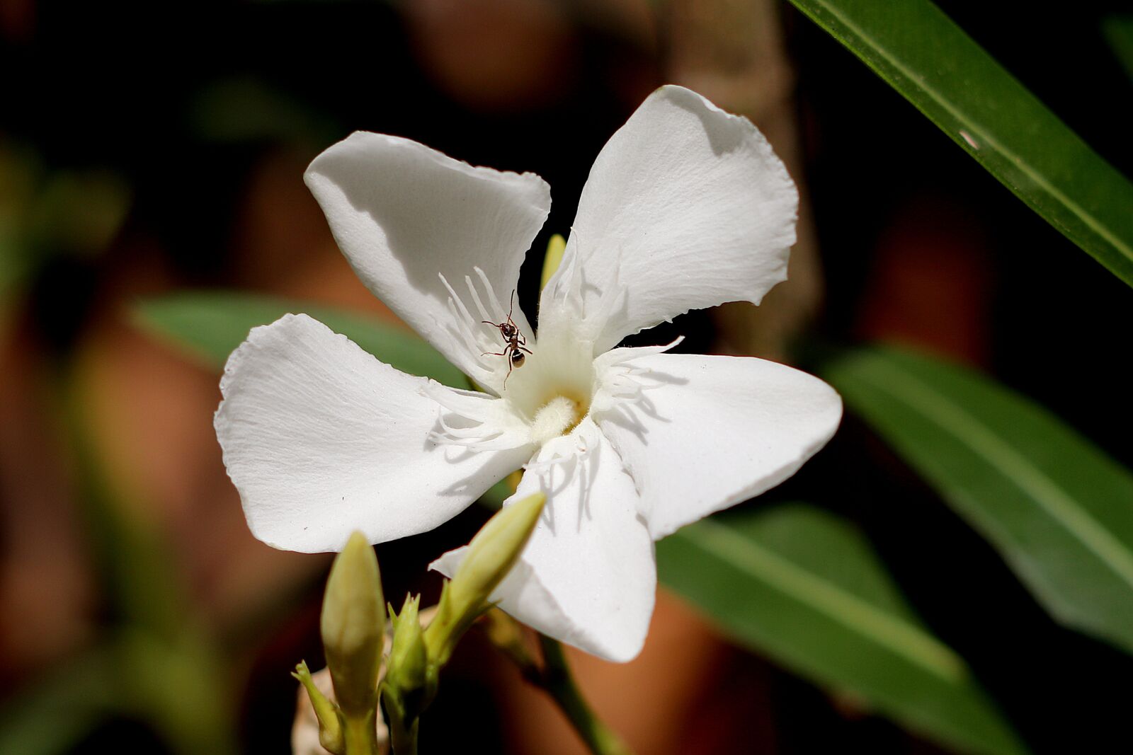 Canon EOS 77D (EOS 9000D / EOS 770D) sample photo. Oleander, blossom, bloom photography
