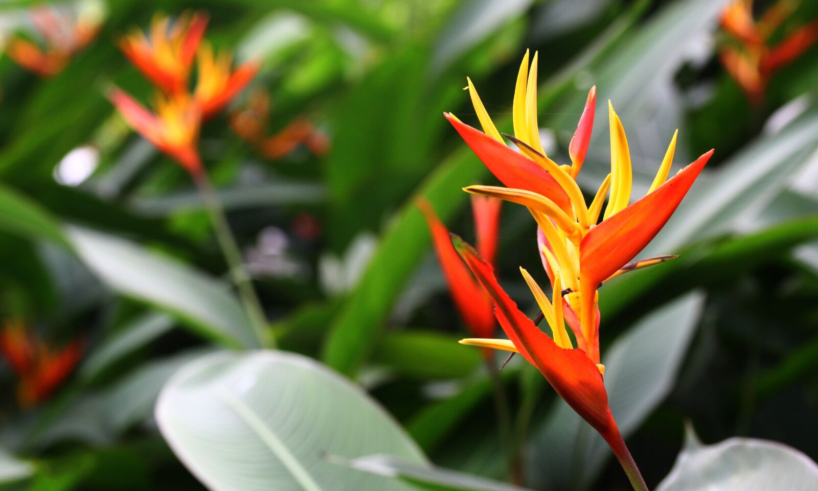 Canon EOS 50D sample photo. Natural flower bird, red photography