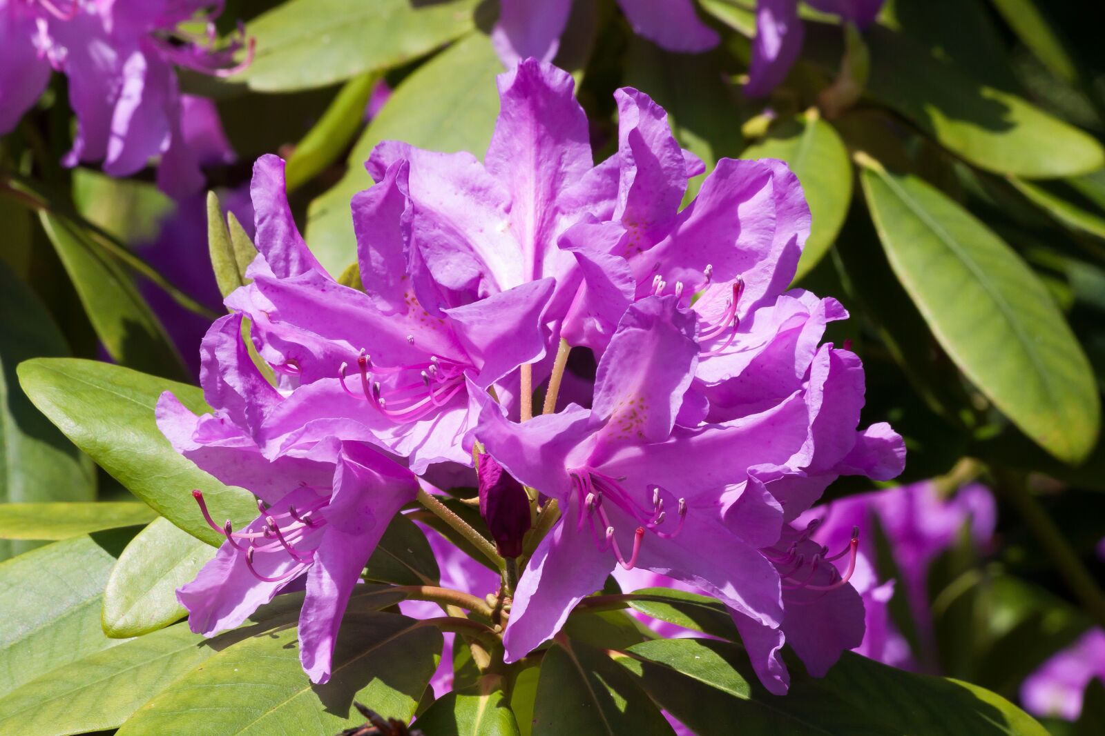 Canon EOS 50D sample photo. Rhododendron, traub notes, doldentraub photography