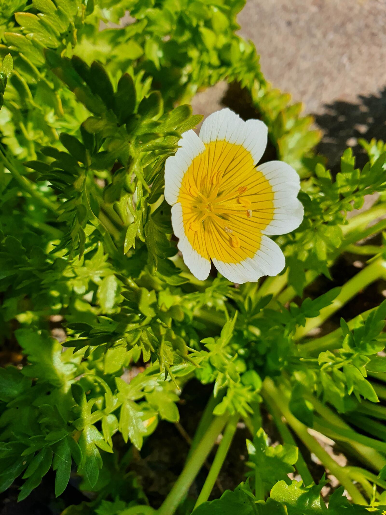 Samsung Galaxy S10 sample photo. Poached egg, flower, bloom photography