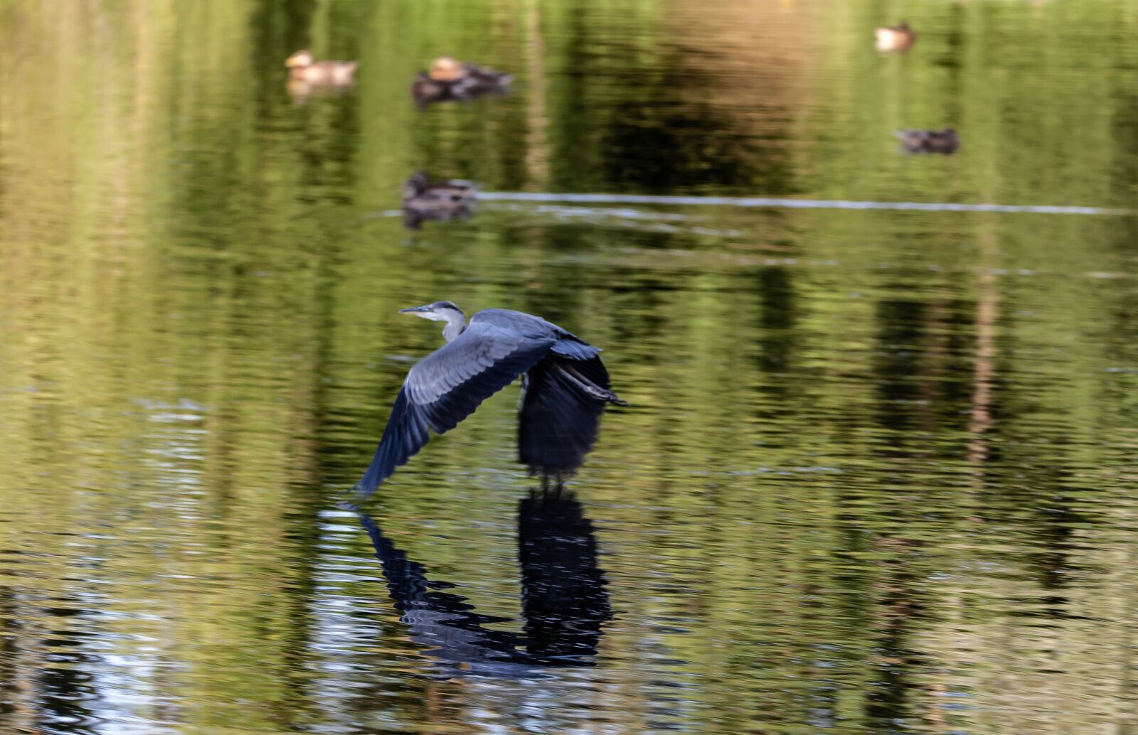 150-600mm F5-6.3 DG OS HSM | Contemporary 015 sample photo. Heron in flight, heron photography