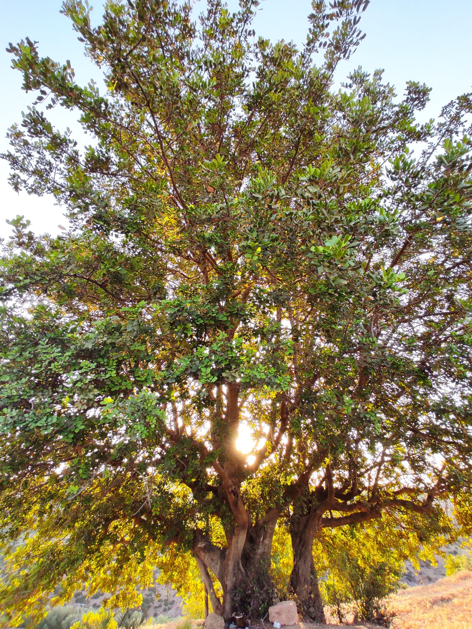 Xiaomi Redmi Note 9S sample photo. Tree, arbre, arbor photography