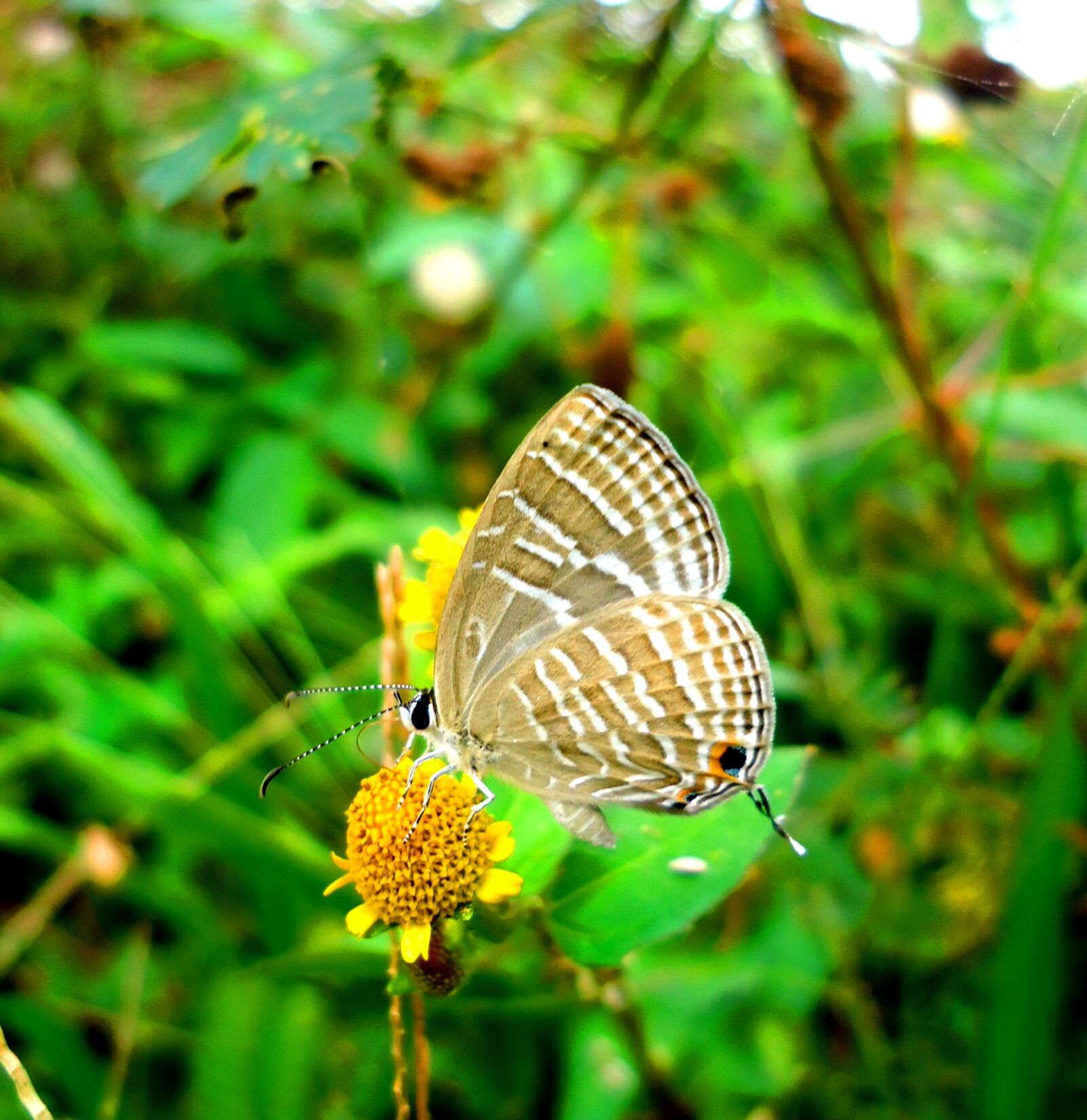 Sony Cyber-shot DSC-W610 sample photo. Butterfly, insect, nature photography