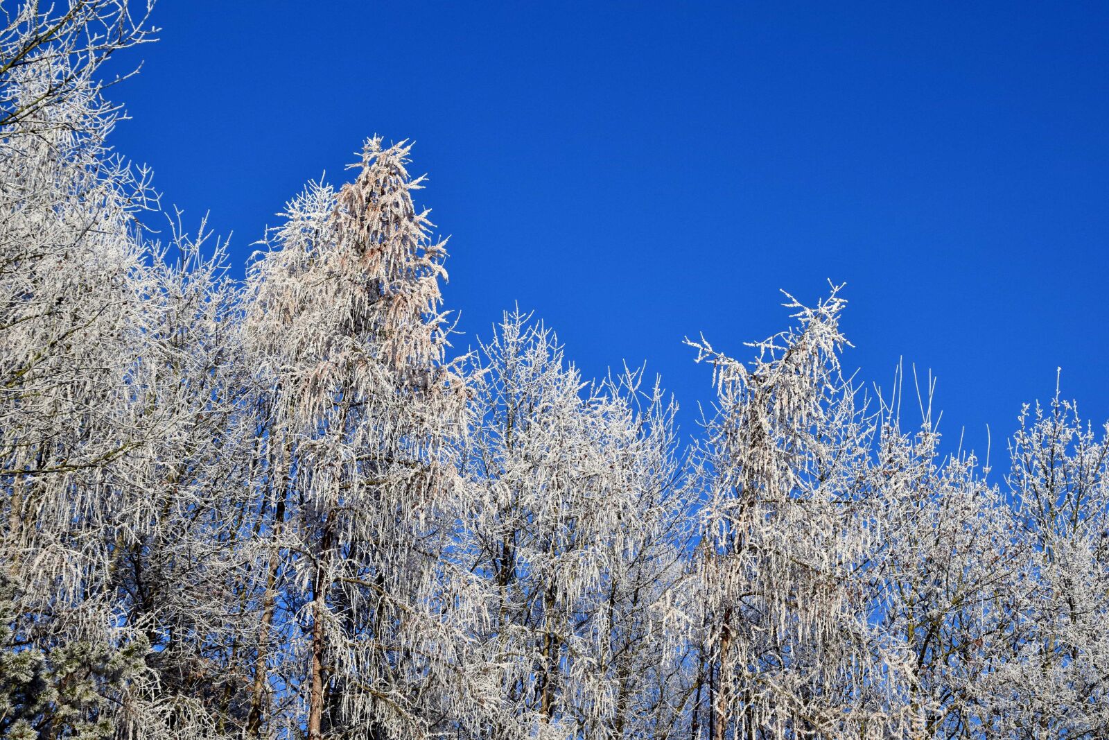 Nikon D3300 sample photo. Landscape, wood, snow, frost photography