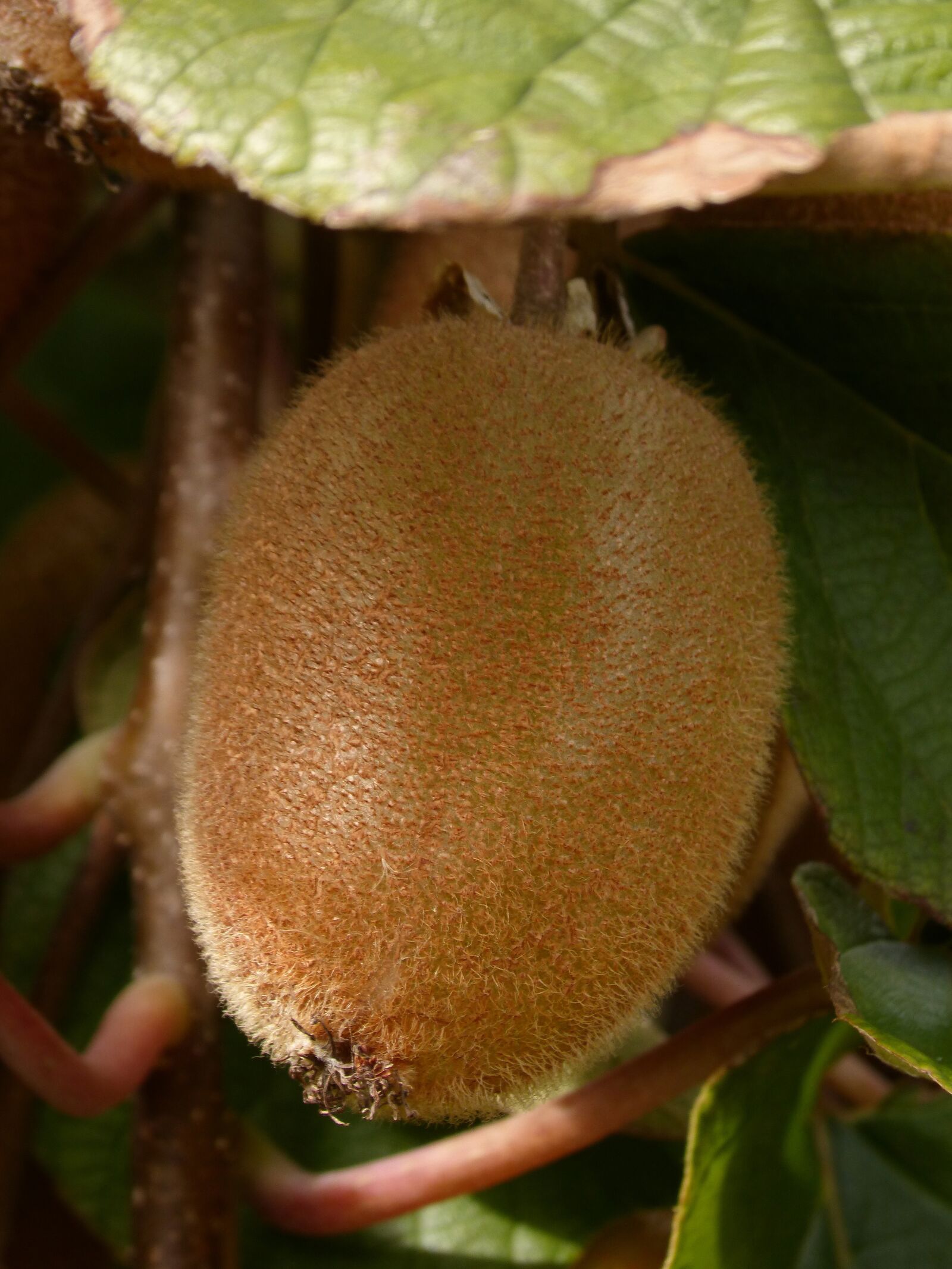 Panasonic DMC-FZ62 sample photo. Kiwi, fruit, tree kiwi photography