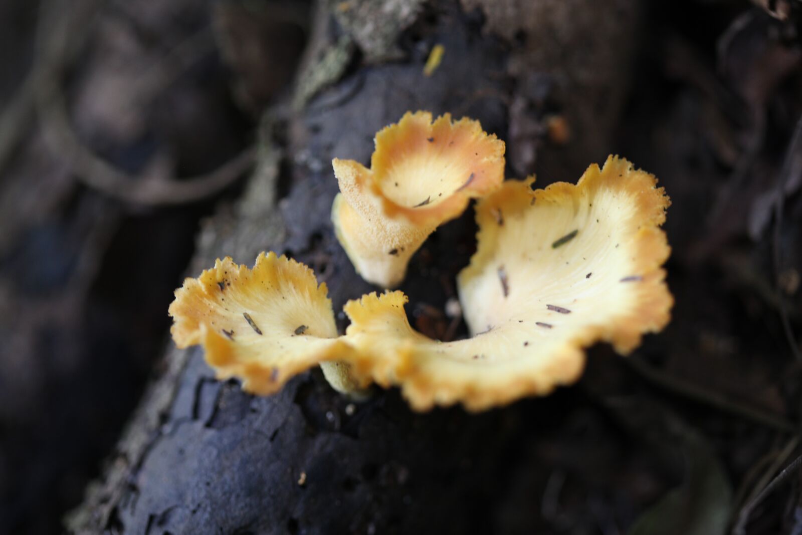 Canon EOS 5D Mark II sample photo. Nature, fungus, wood photography