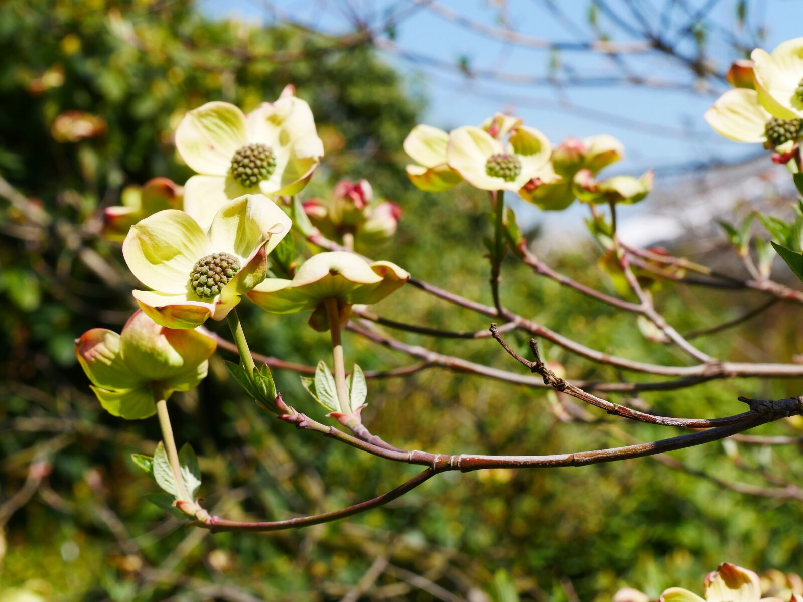 Panasonic Lumix DMC-GX85 (Lumix DMC-GX80 / Lumix DMC-GX7 Mark II) sample photo. Spring, cornus, dogwood flower photography
