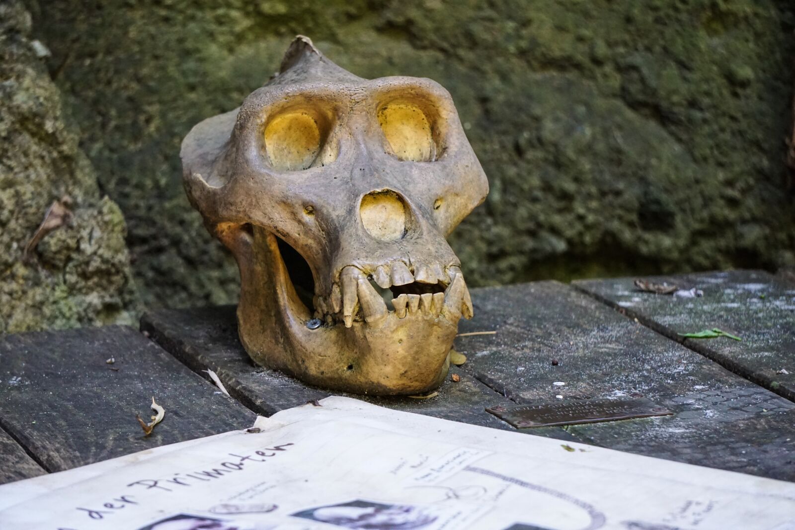 Sony E 55-210mm F4.5-6.3 OSS sample photo. Ape, skull, skeleton photography