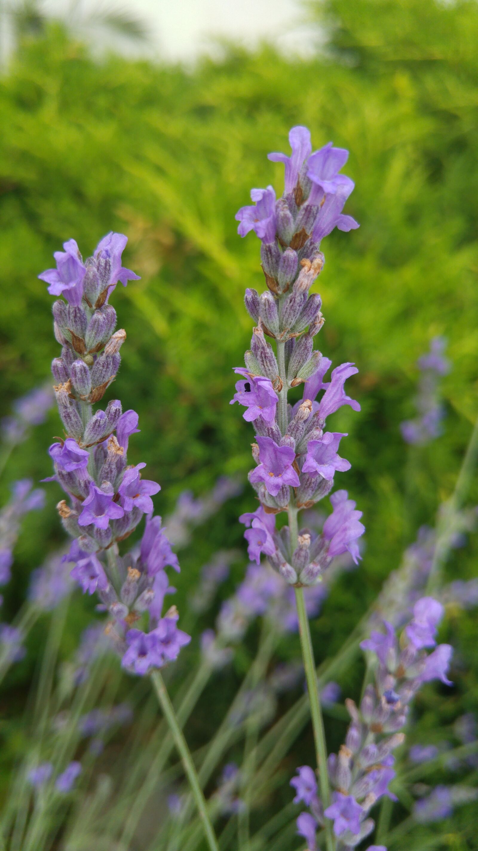 LG G4 sample photo. Lavender, romantic, aroma photography