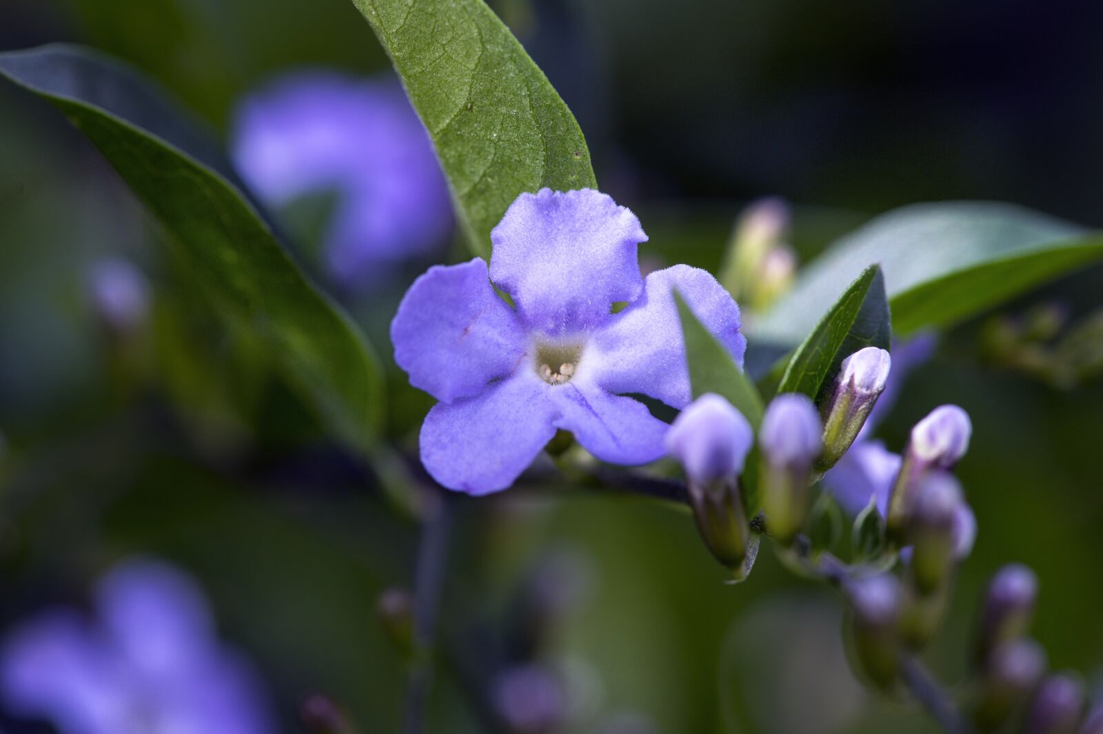 Nikon D4S sample photo. Flower, macro photography, tropical photography