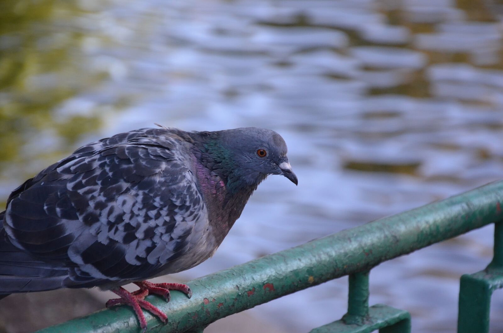 Nikon D5100 sample photo. Dove, bird, closeup photography