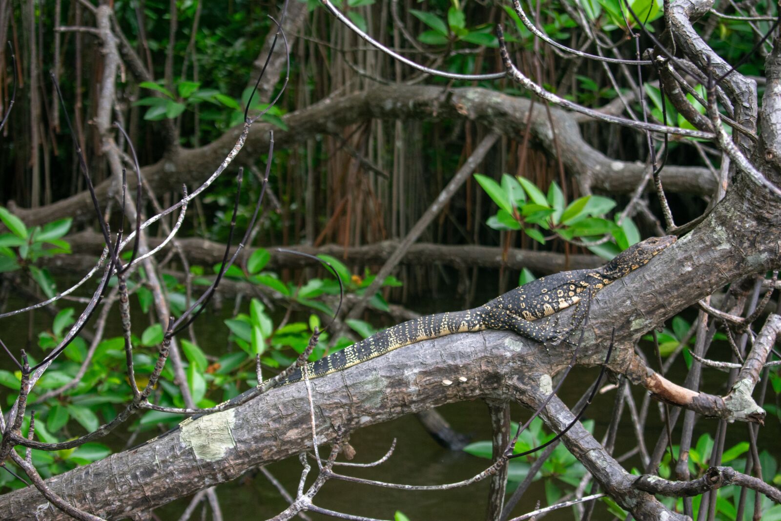Nikon D3400 sample photo. Lizard, sri lanka, nature photography