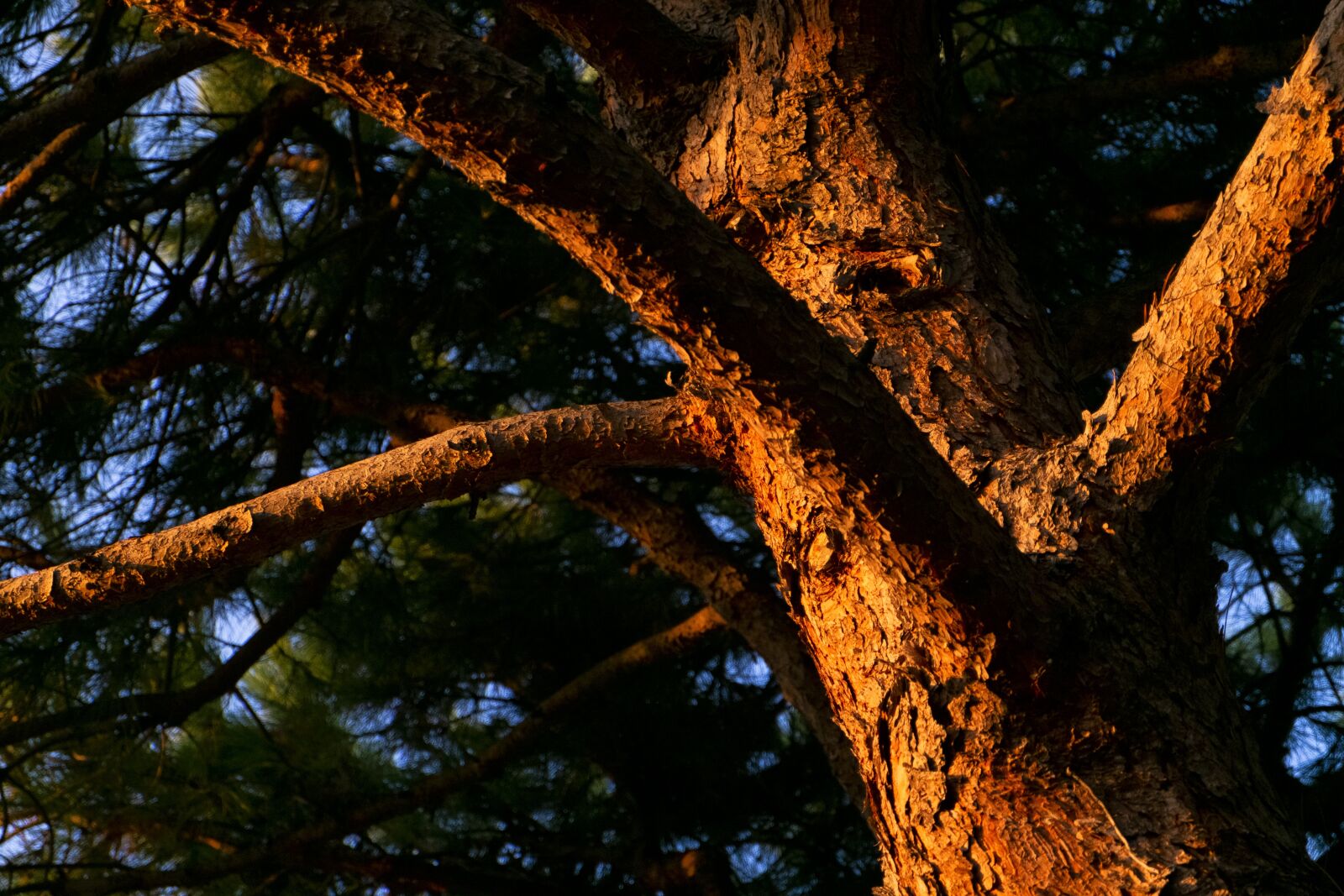 Fujifilm X-E1 sample photo. Bark, pine, maritime photography