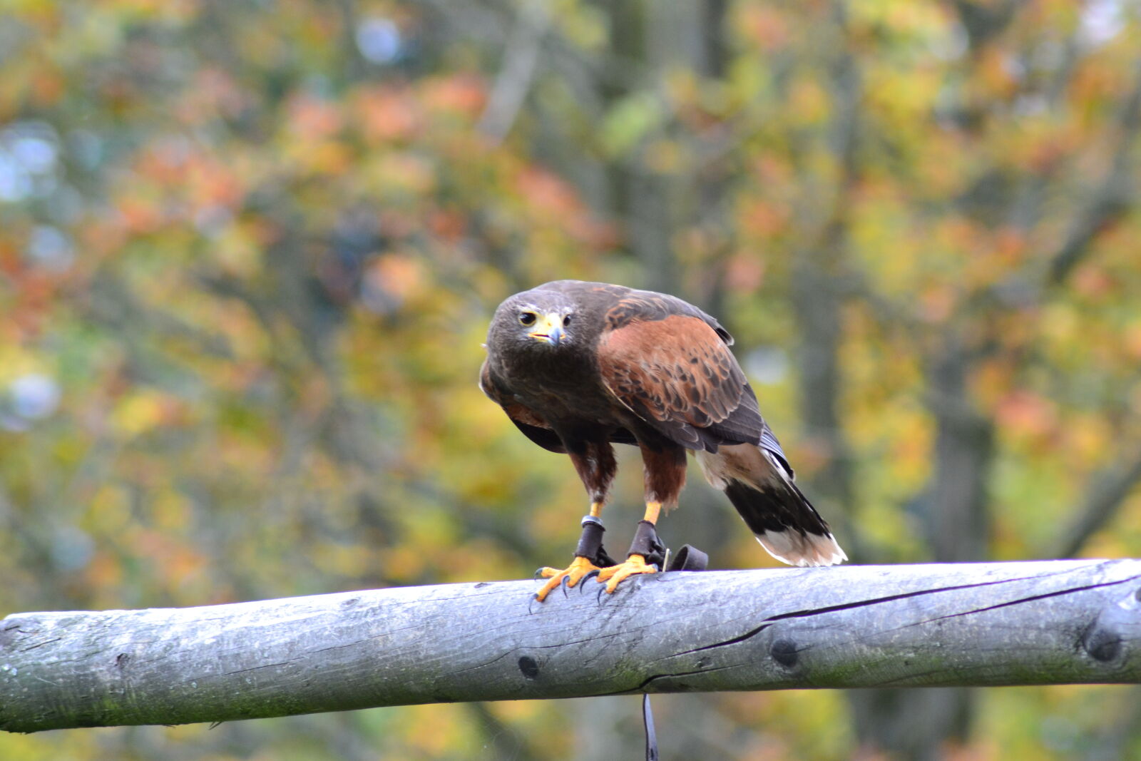 Nikon D3100 sample photo. Beak, bird, buzzard photography