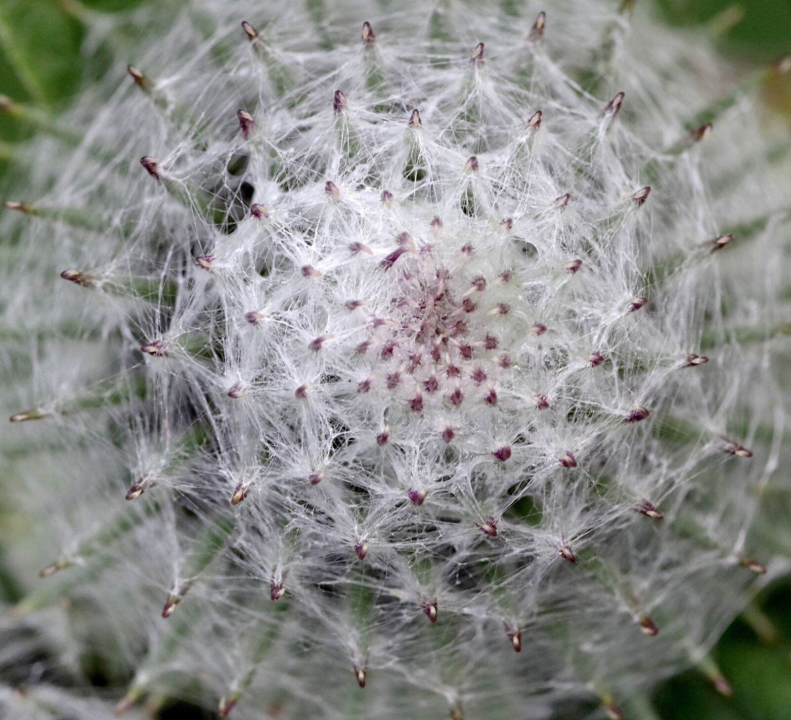 Pentax K-S2 sample photo. Burdock, flower, bur photography