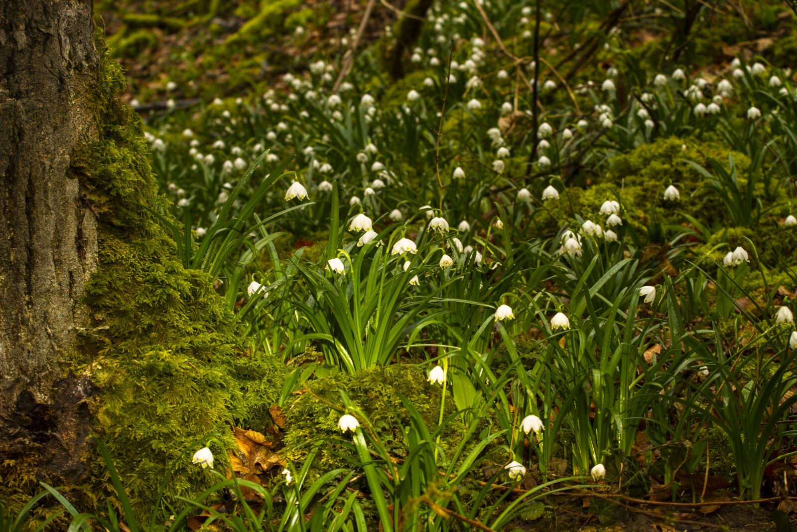 Canon EOS 7D + Canon EF 70-200mm F4L USM sample photo. Snowflake, snowdrop, wild flower photography