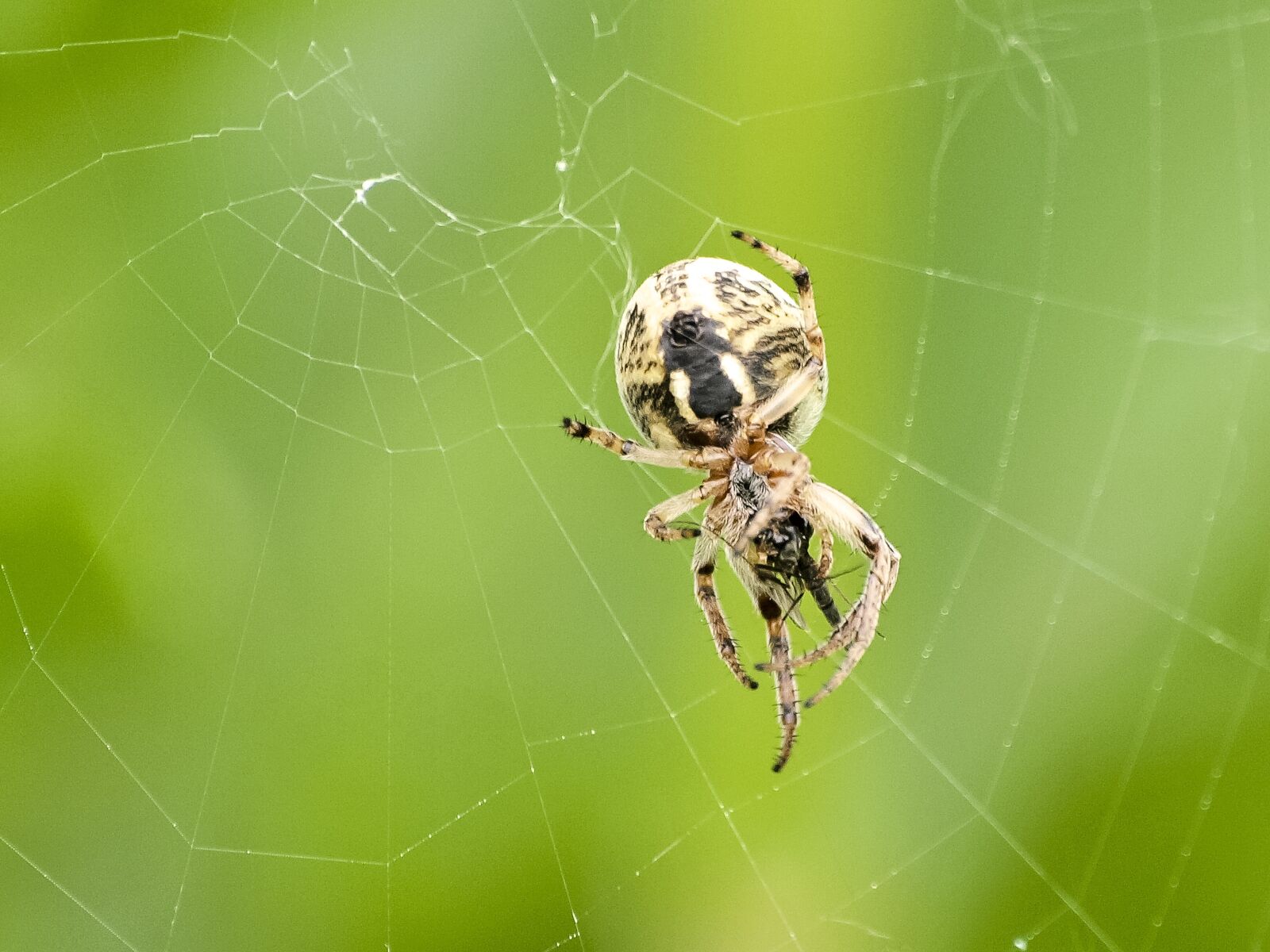 Olympus E-3 sample photo. Araneus, spider, nature photography