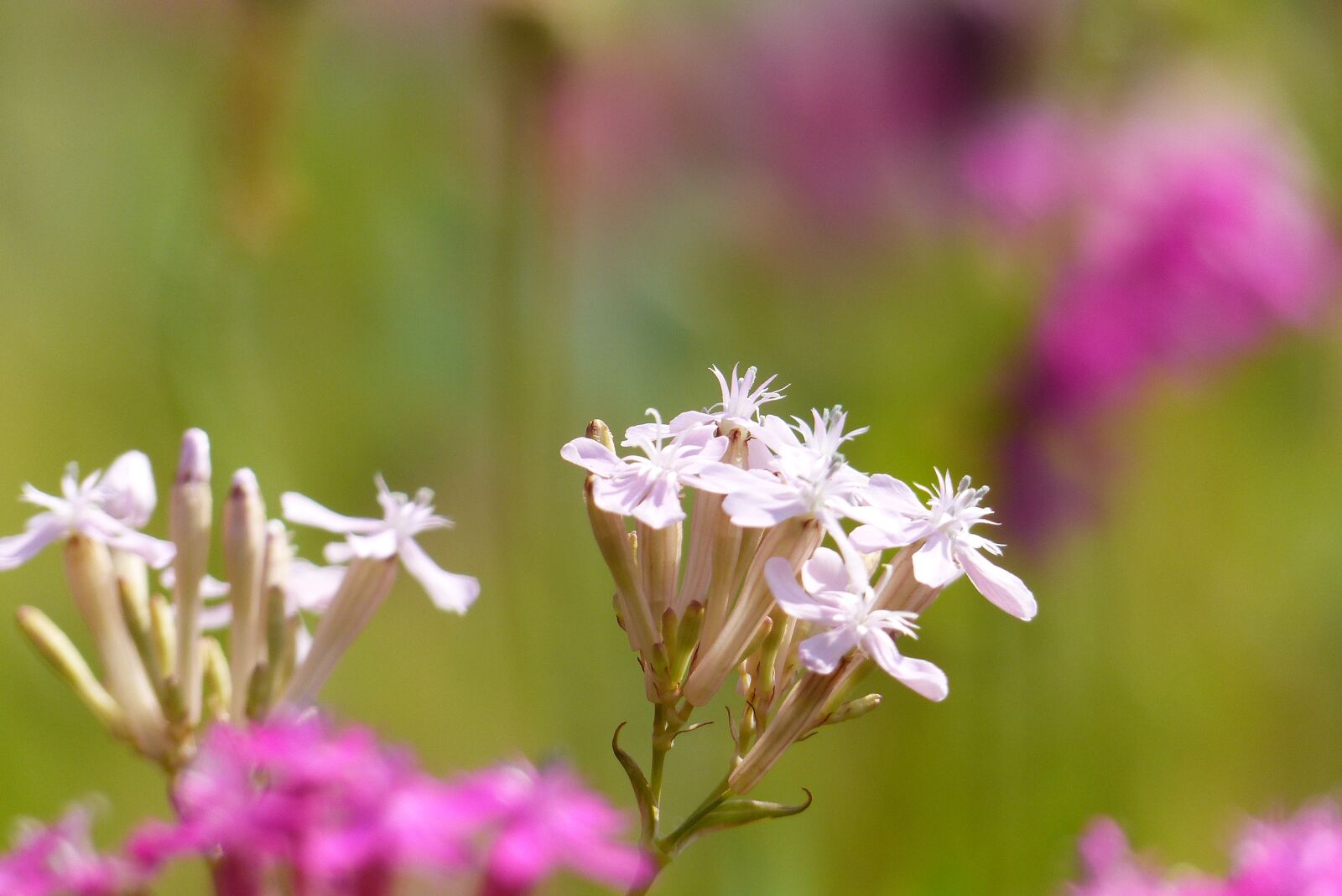 Panasonic Lumix DMC-FZ200 sample photo. Catchfly, white, flowers photography