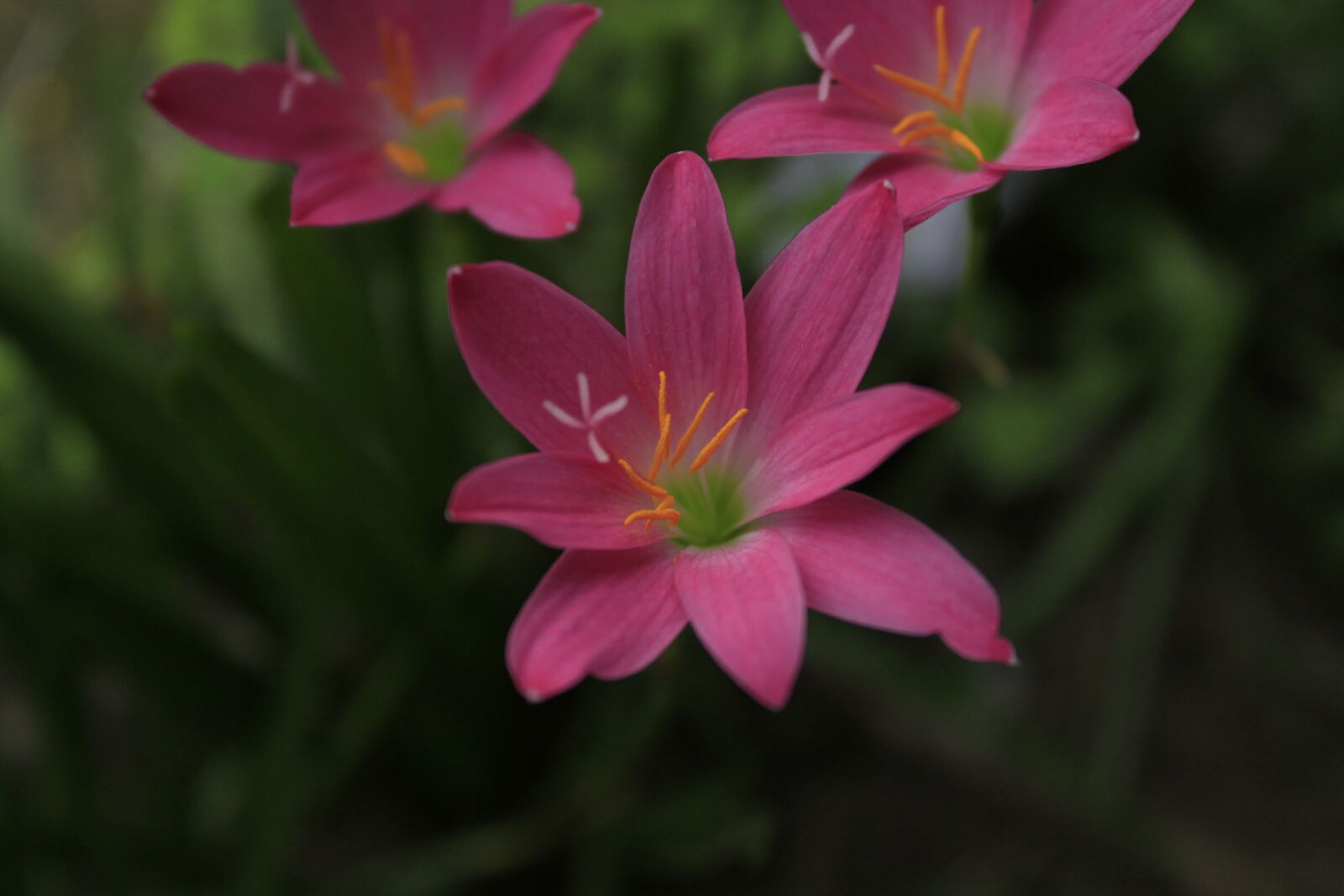 Canon EF-S 18-55mm F3.5-5.6 IS sample photo. Bangladesh, canal, fisherman, flower photography