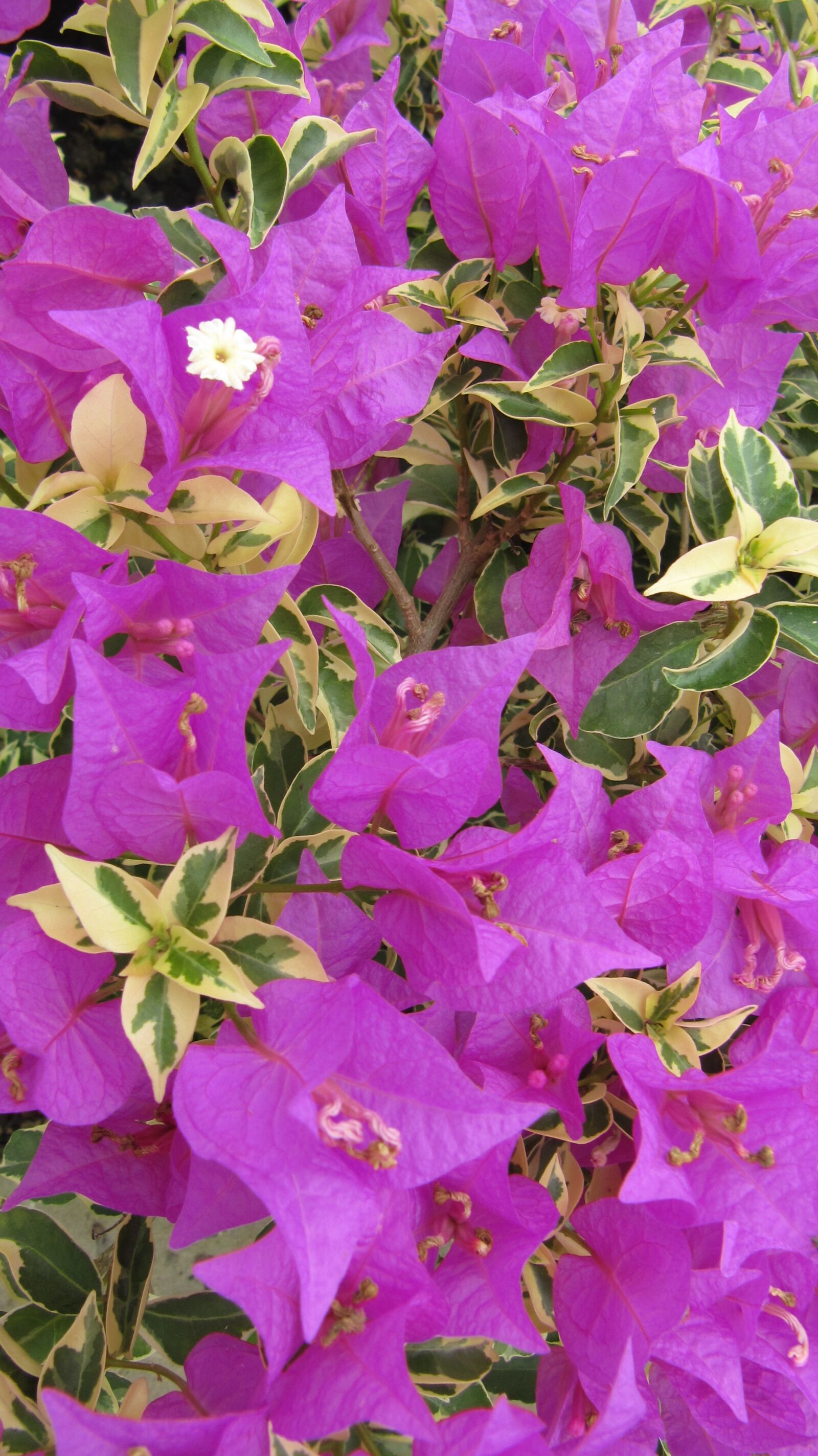 Canon PowerShot SX200 IS sample photo. Flower, color, flowers photography
