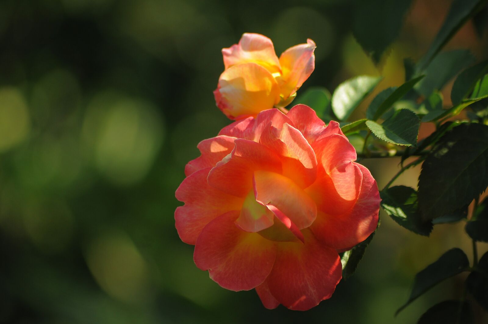 Nikon D90 sample photo. Rose, orange, yellow photography