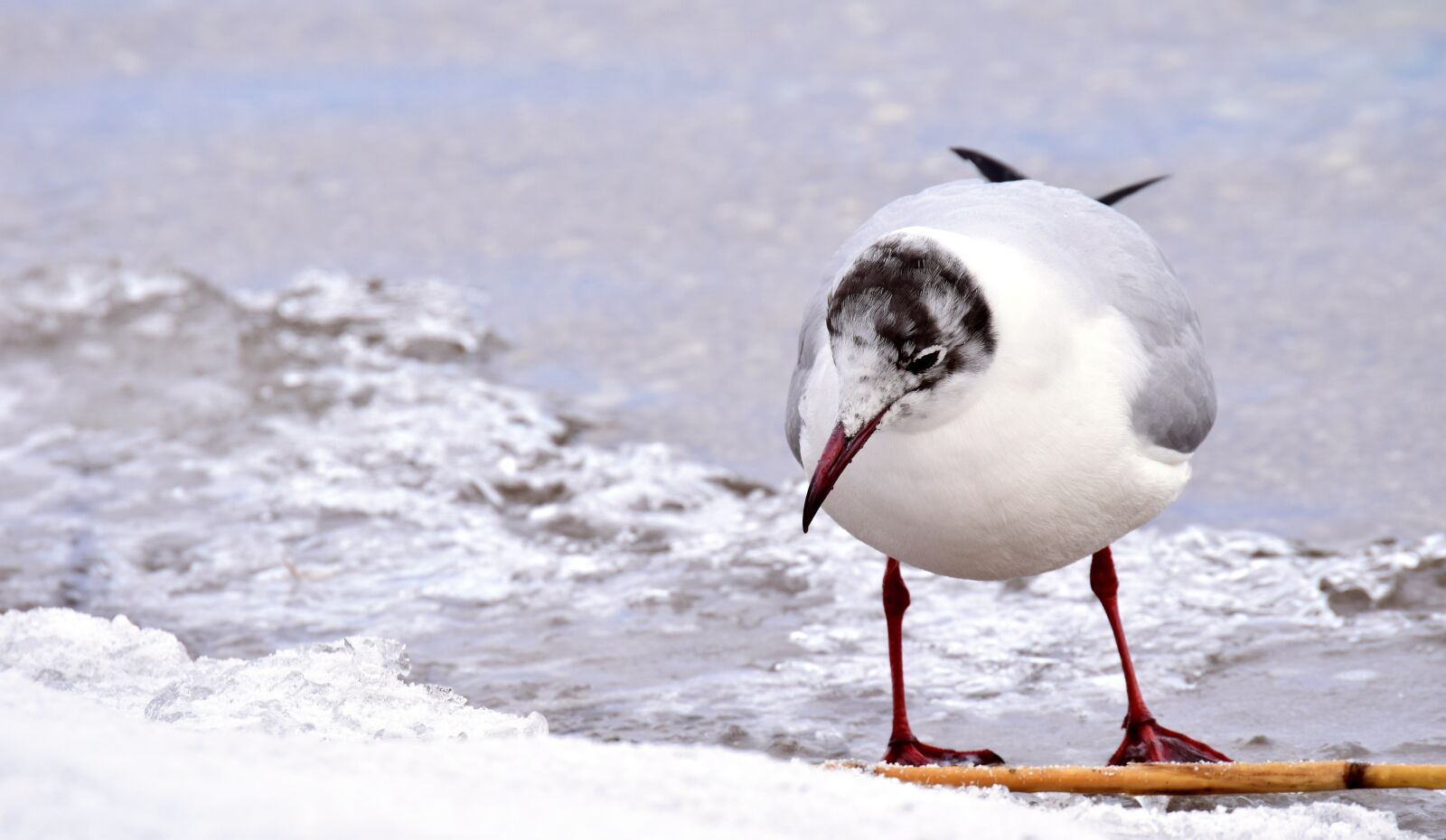 Nikon D3300 sample photo. Seagull, white, ice photography