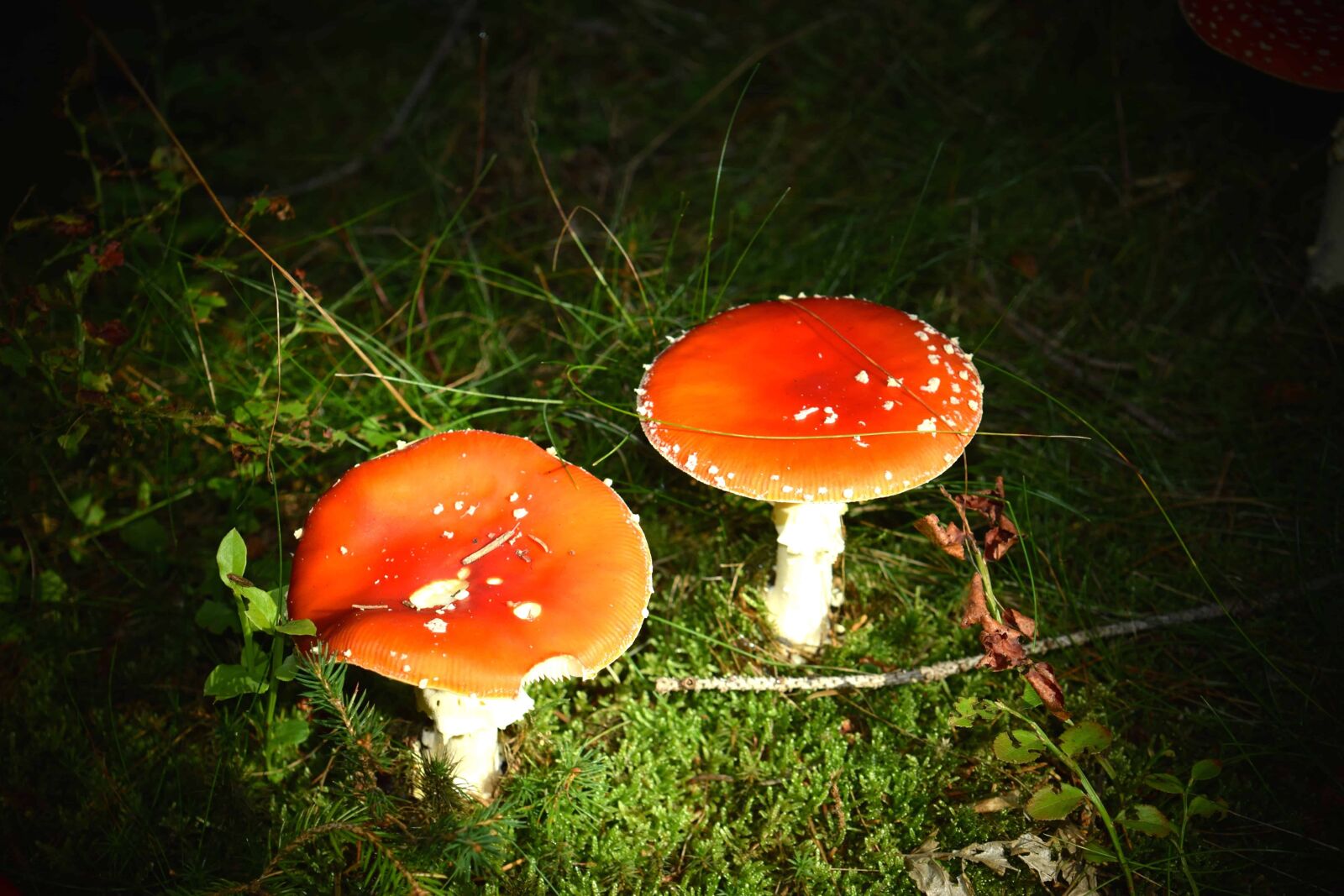 Nikon D3300 sample photo. Nature, toxic, grass, poison photography