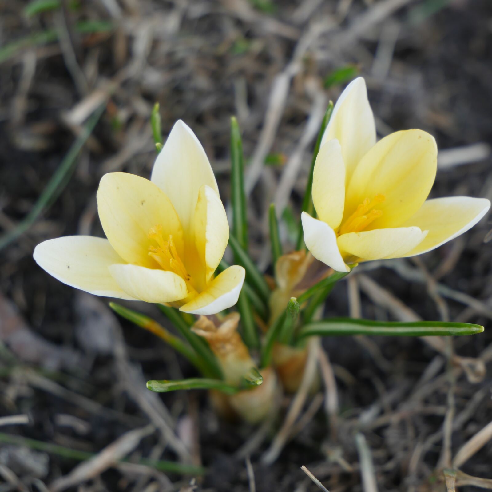 Panasonic Lumix DMC-GH4 sample photo. Nature, flora, plants photography