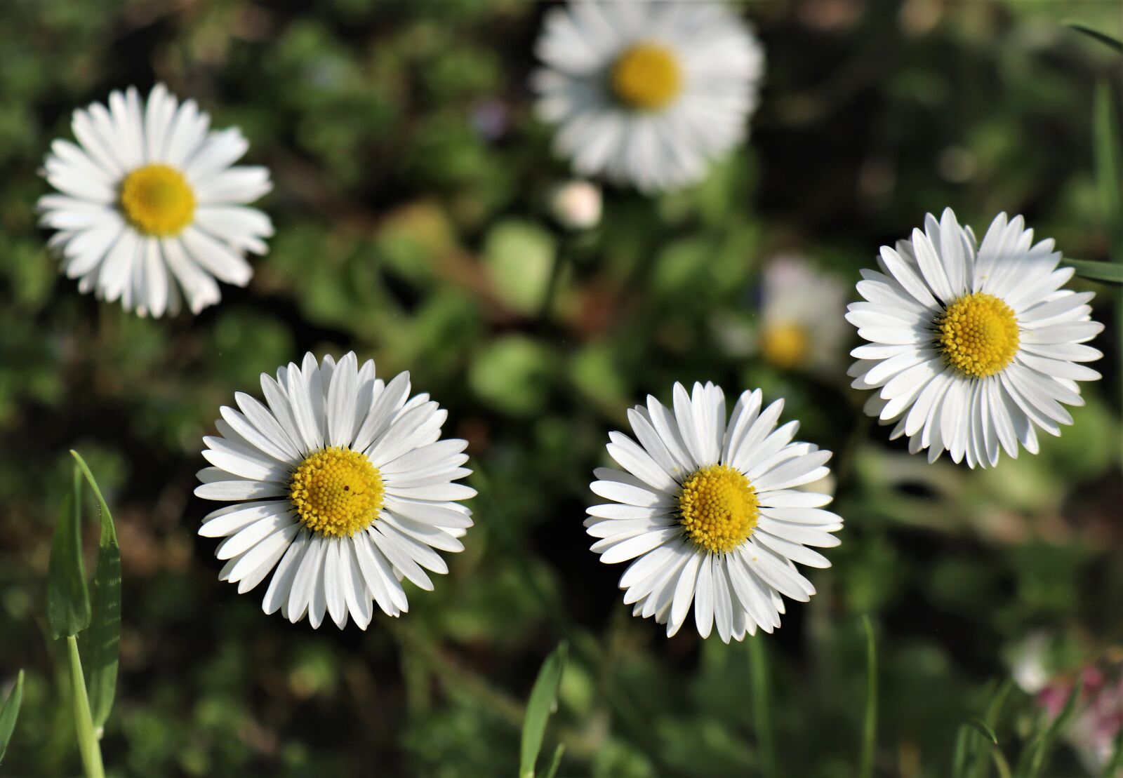 Canon EOS M6 sample photo. Daisy, delicate, flowers photography