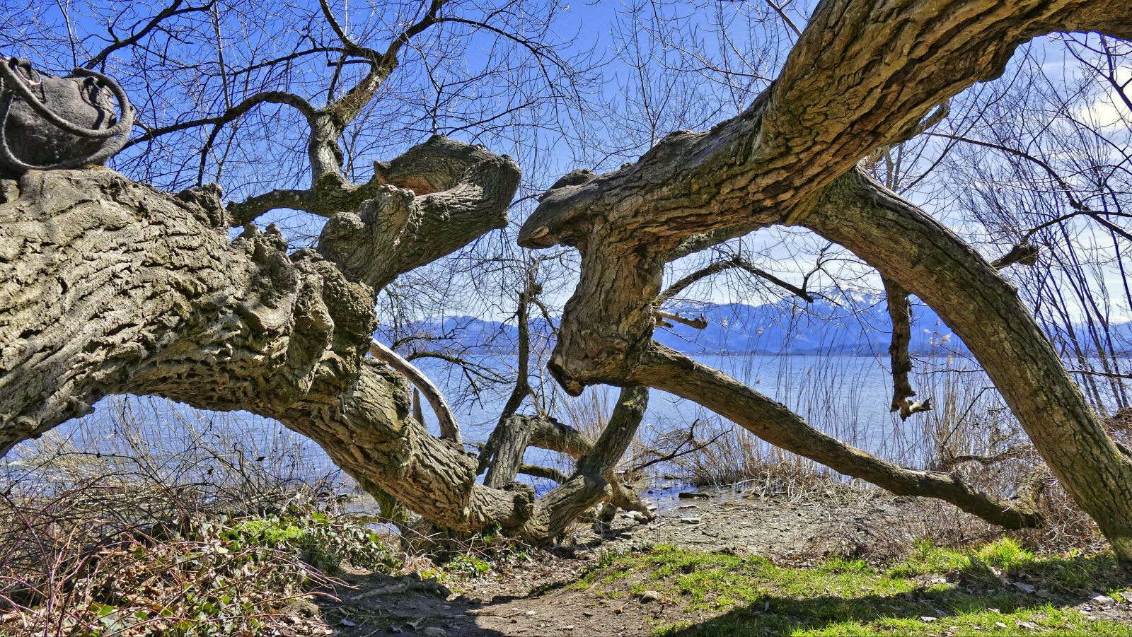 Panasonic Lumix DMC-FZ1000 sample photo. Tree, nature, wood photography