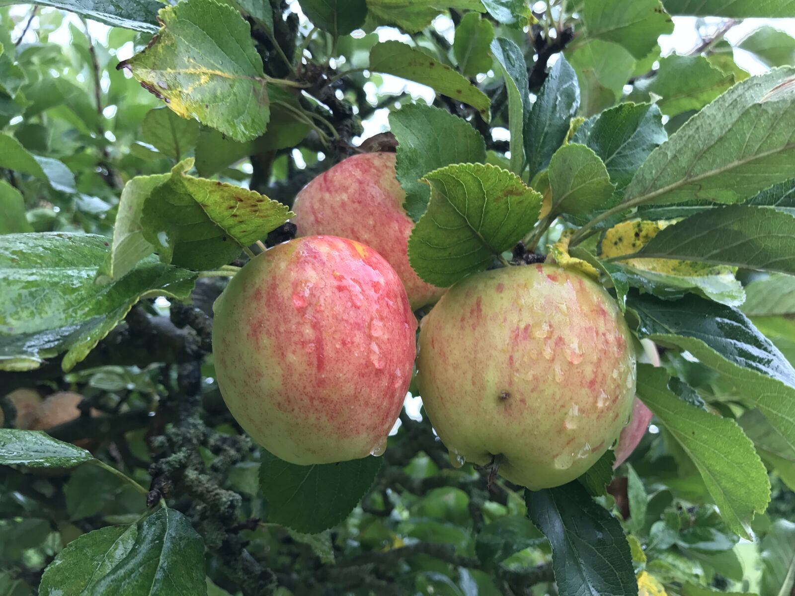 Apple iPhone 7 sample photo. Apples, fruit, apple tree photography