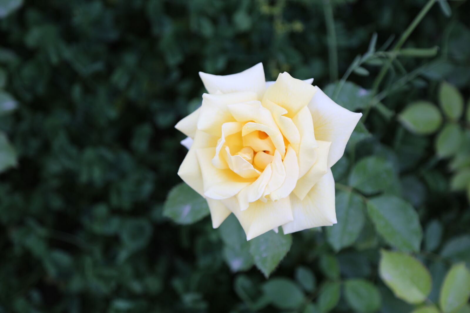 Canon EF 24-105mm F4L IS USM sample photo. Yellow rose, sar g photography