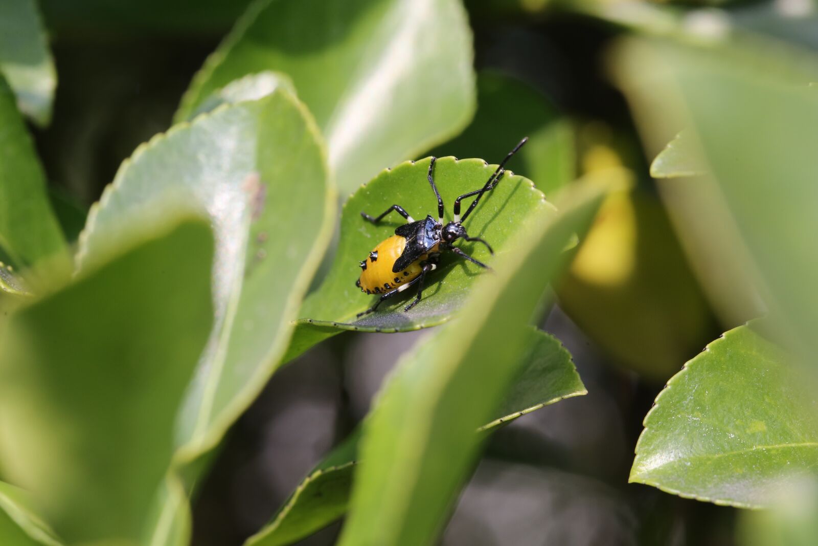 Canon EF 100mm F2.8L Macro IS USM sample photo. Nature, insects, wipes photography
