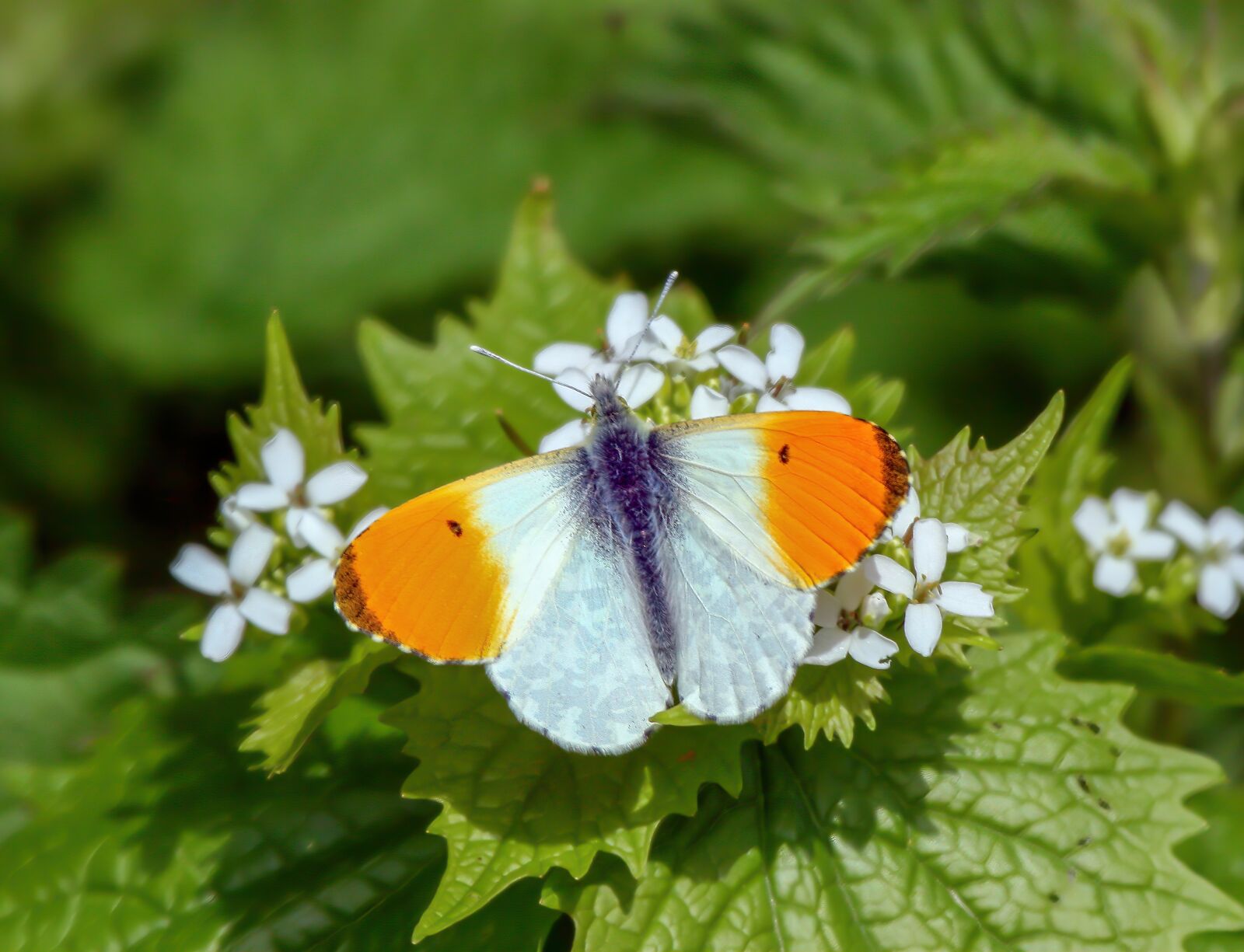 Canon EOS 400D (EOS Digital Rebel XTi / EOS Kiss Digital X) sample photo. Butterfly, orange-tip, nature photography