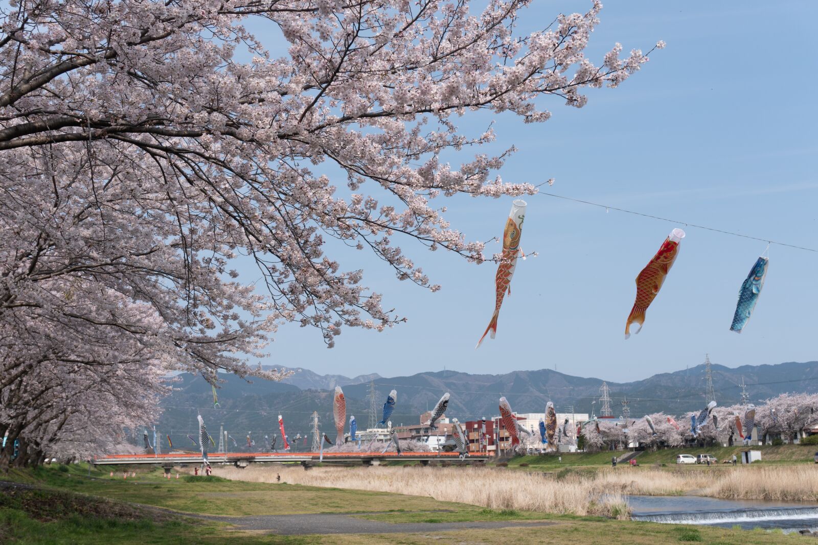 Sony a6500 sample photo. Cherry blossoms, carp streamer photography