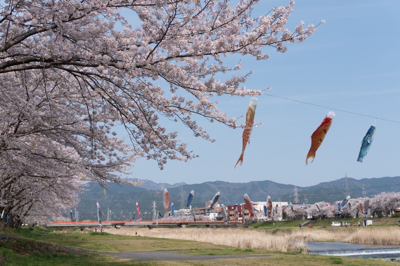 Sony a6500 + Sony E 16-50mm F3.5-5.6 PZ OSS sample photo. Cherry blossoms, carp streamer photography