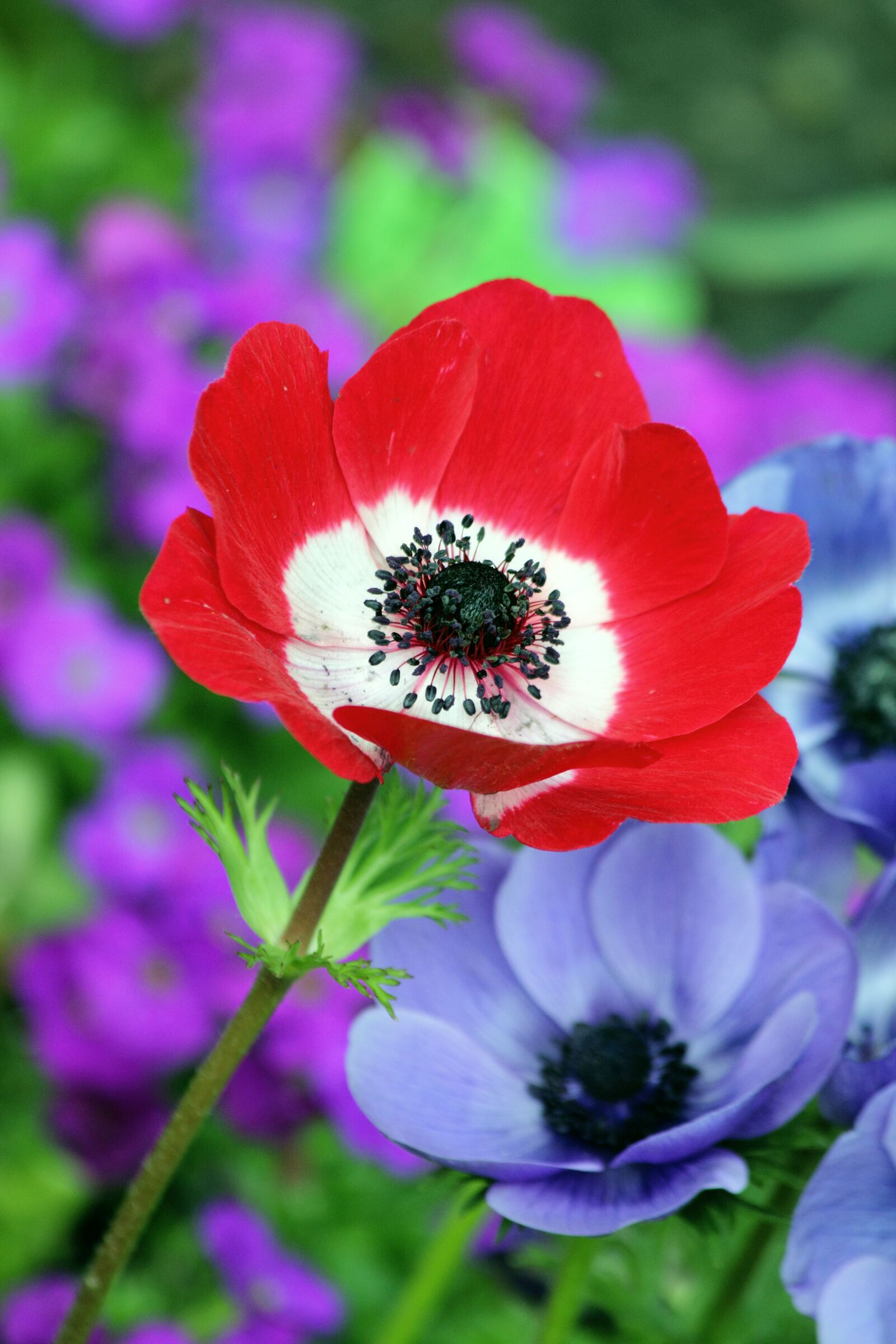 Canon EOS 550D (EOS Rebel T2i / EOS Kiss X4) sample photo. Red, and, white, petaled photography
