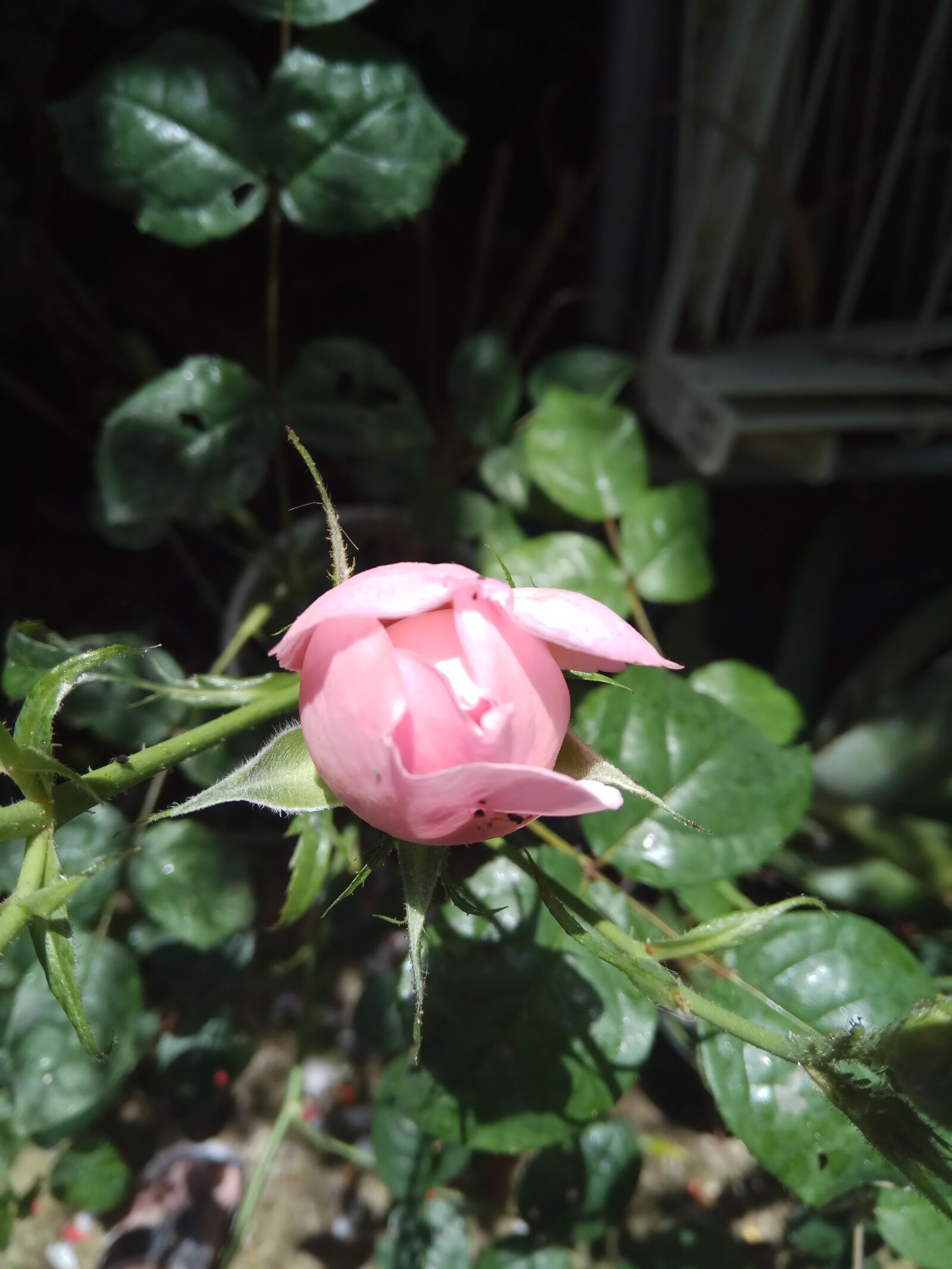 Xiaomi Redmi Note 4 sample photo. Rose nature, pink, garden photography