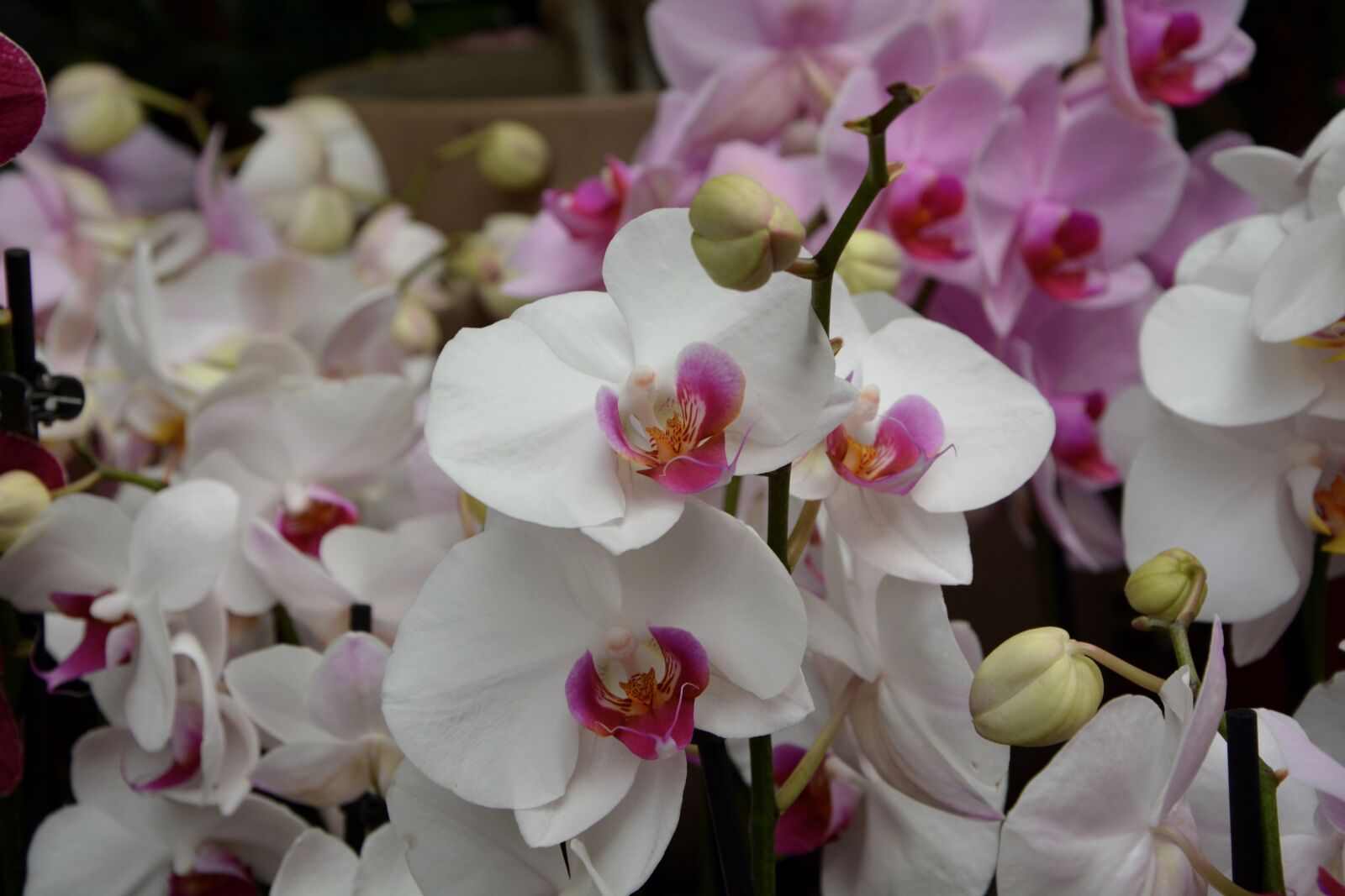 Nikon D5200 sample photo. Flower orchid white, decoration photography