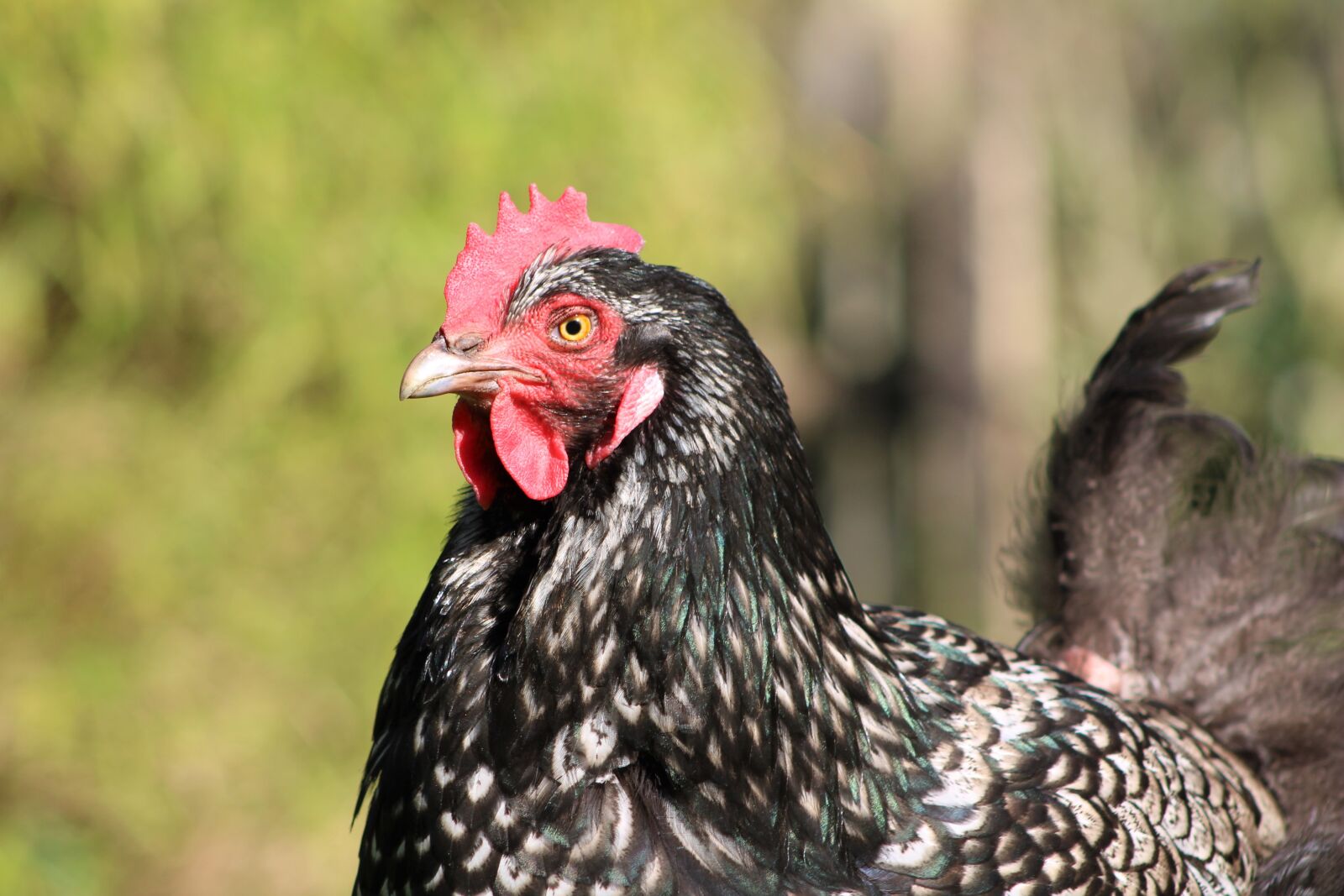 Canon EOS 2000D (EOS Rebel T7 / EOS Kiss X90 / EOS 1500D) sample photo. Chicken, hen, poultry photography