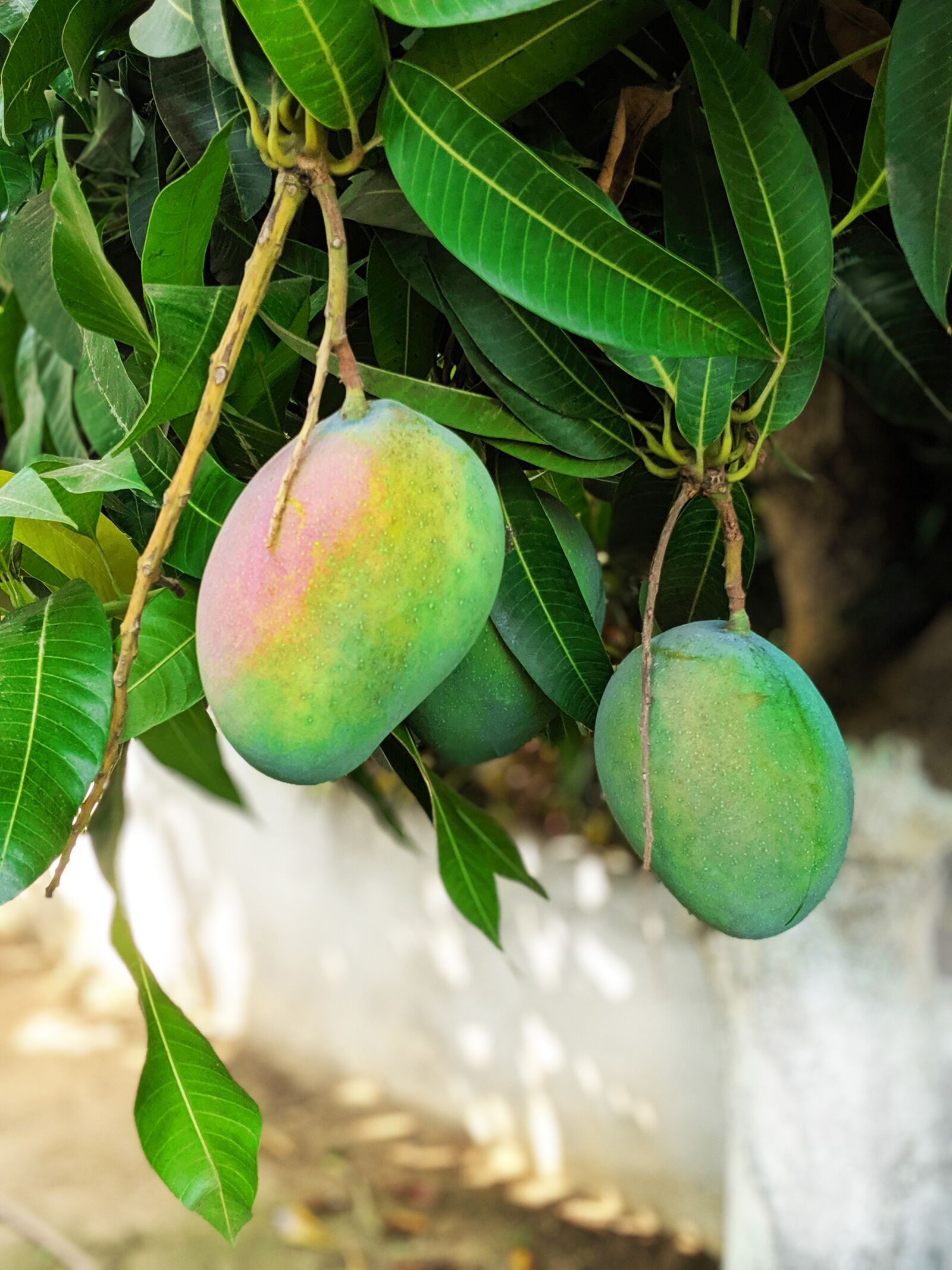 Google Pixel 3 sample photo. Mango, fruit, tree photography