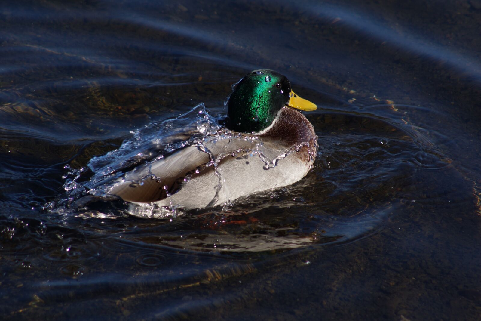 Sony SLT-A77 sample photo. Mallard duck, water, cascade photography