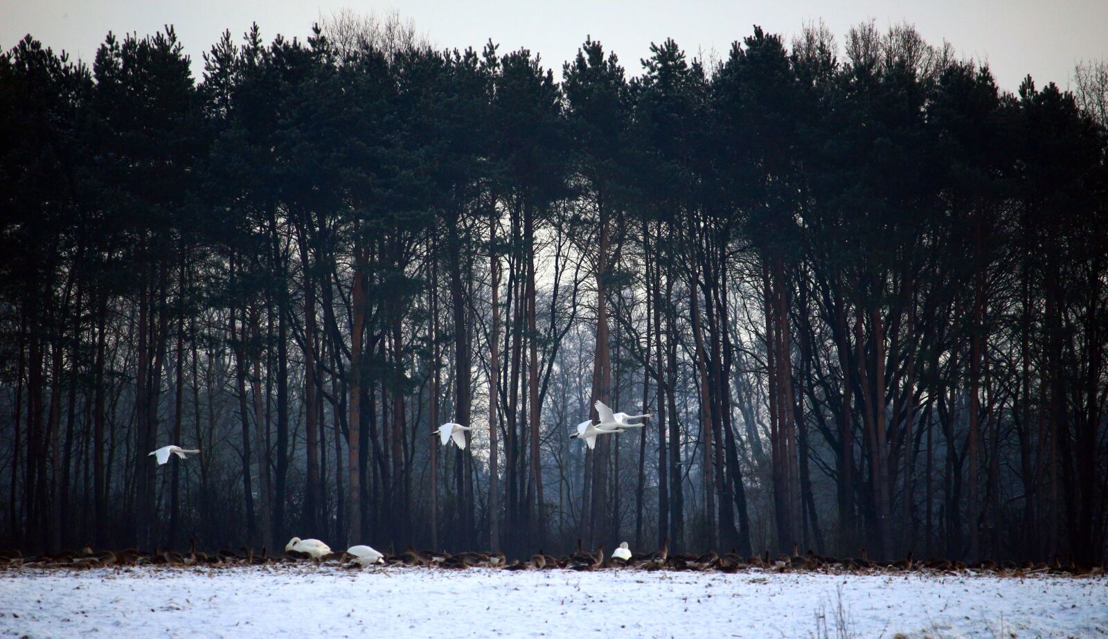 Canon EOS 100D (EOS Rebel SL1 / EOS Kiss X7) sample photo. Wild geese, whooper swan photography
