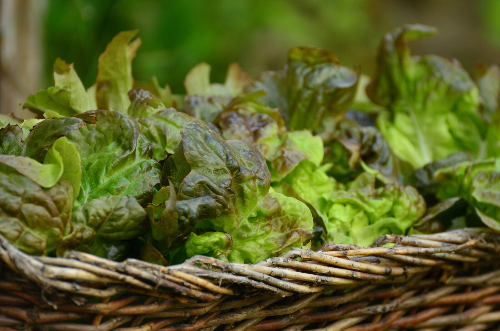 Nikon D5100 sample photo. Salad, leaf lettuce, bio photography