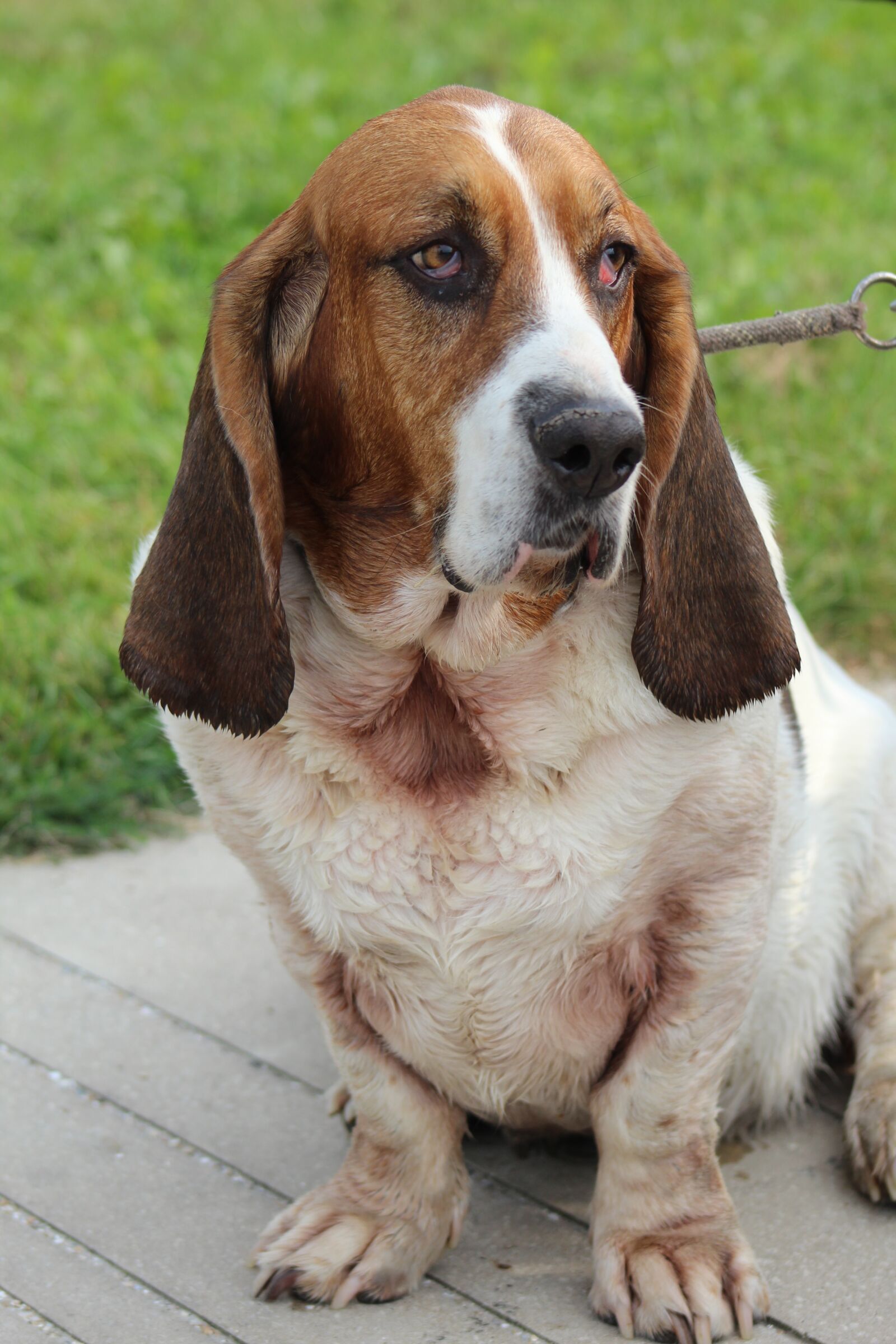 Canon EOS 600D (Rebel EOS T3i / EOS Kiss X5) sample photo. Dog, pet, portrait photography