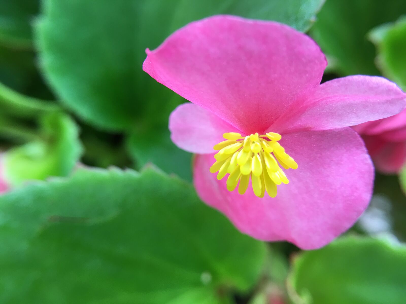 Apple iPhone 6s Plus sample photo. Beautiful, flowers photography