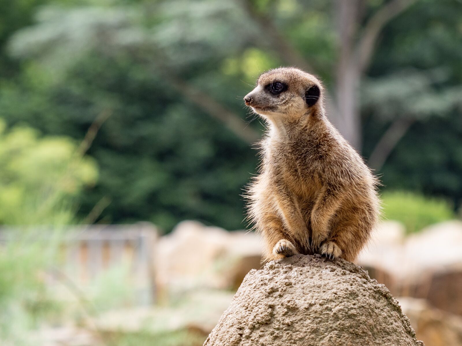 Olympus OM-D E-M1 Mark II + Olympus M.Zuiko Digital ED 40-150mm F2.8 Pro sample photo. Mammals, meerkat, nature photography