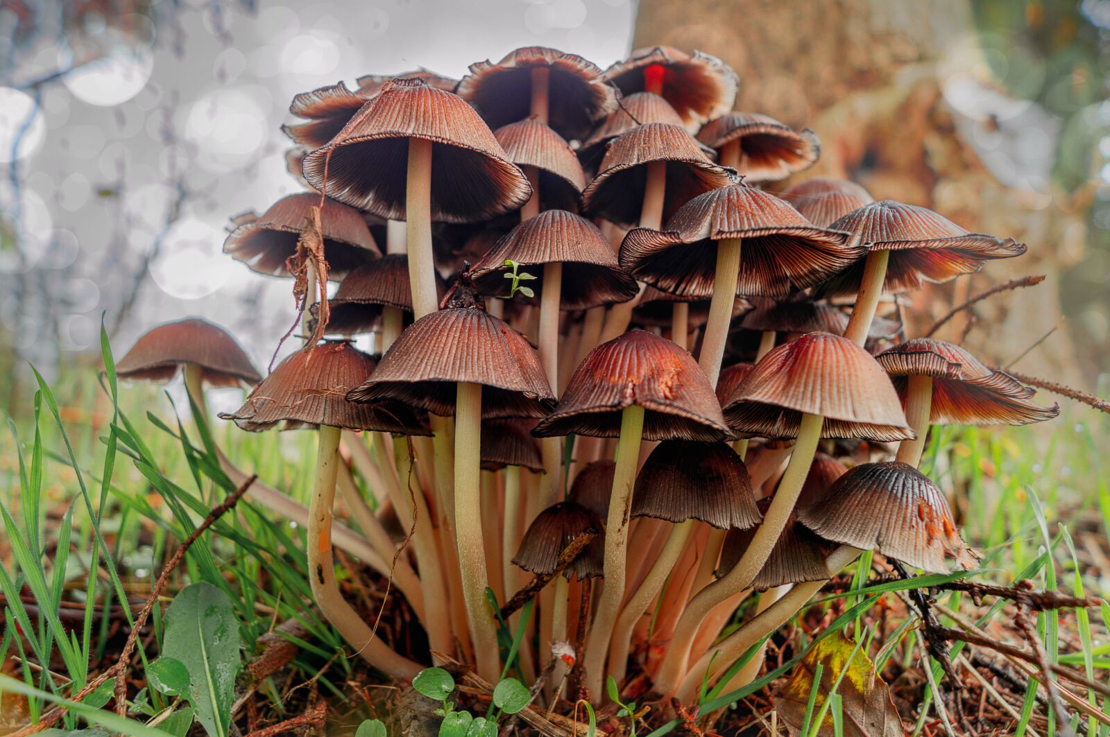 Sony SLT-A37 sample photo. Mushrooms, nature, forest photography